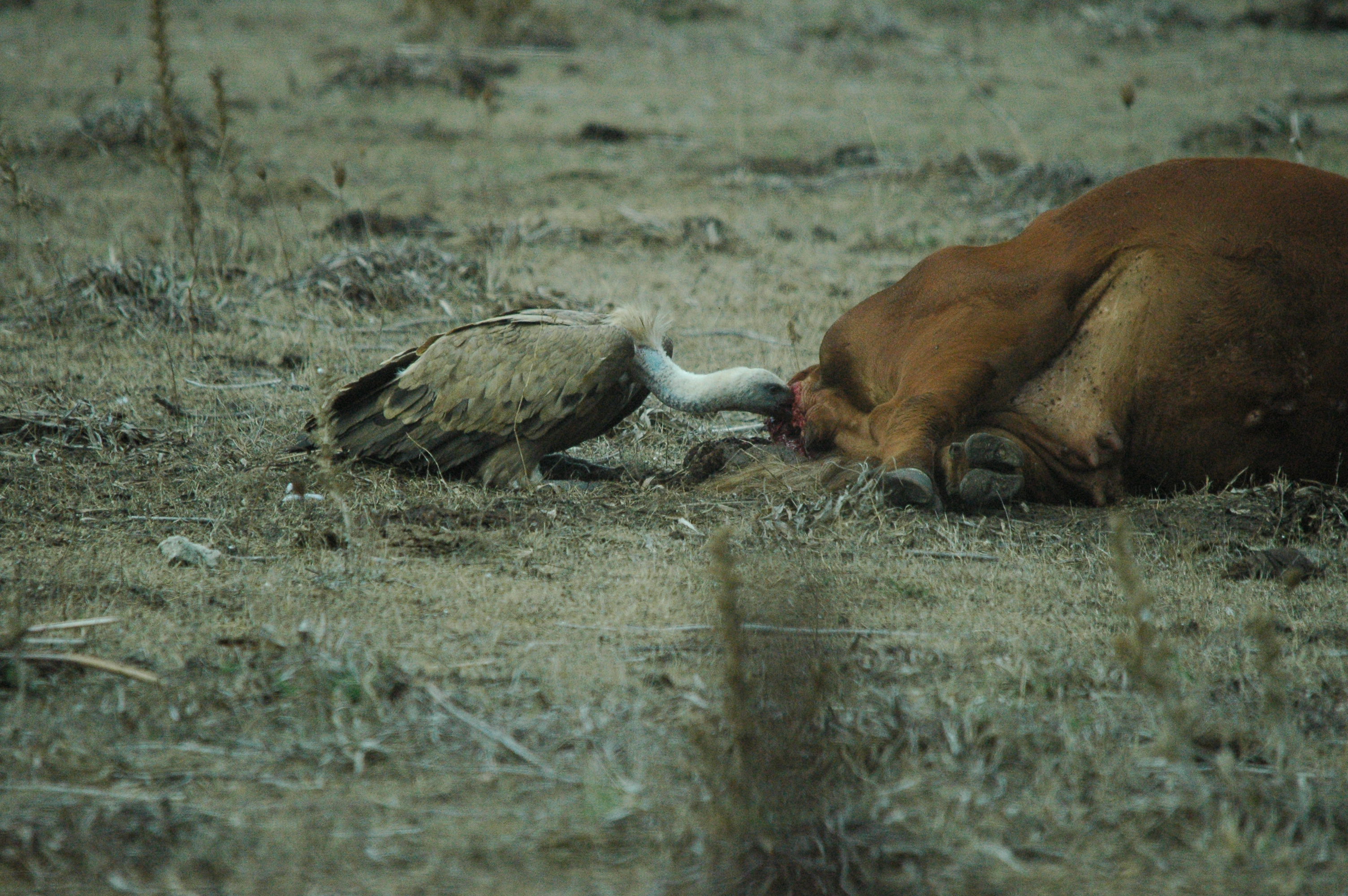 photos/wildlife/Bird_Species/032-Hawks-Eagles-Harriers-Falcons/0645-Eurasian_Griffon/20090927-Spain-17.jpg