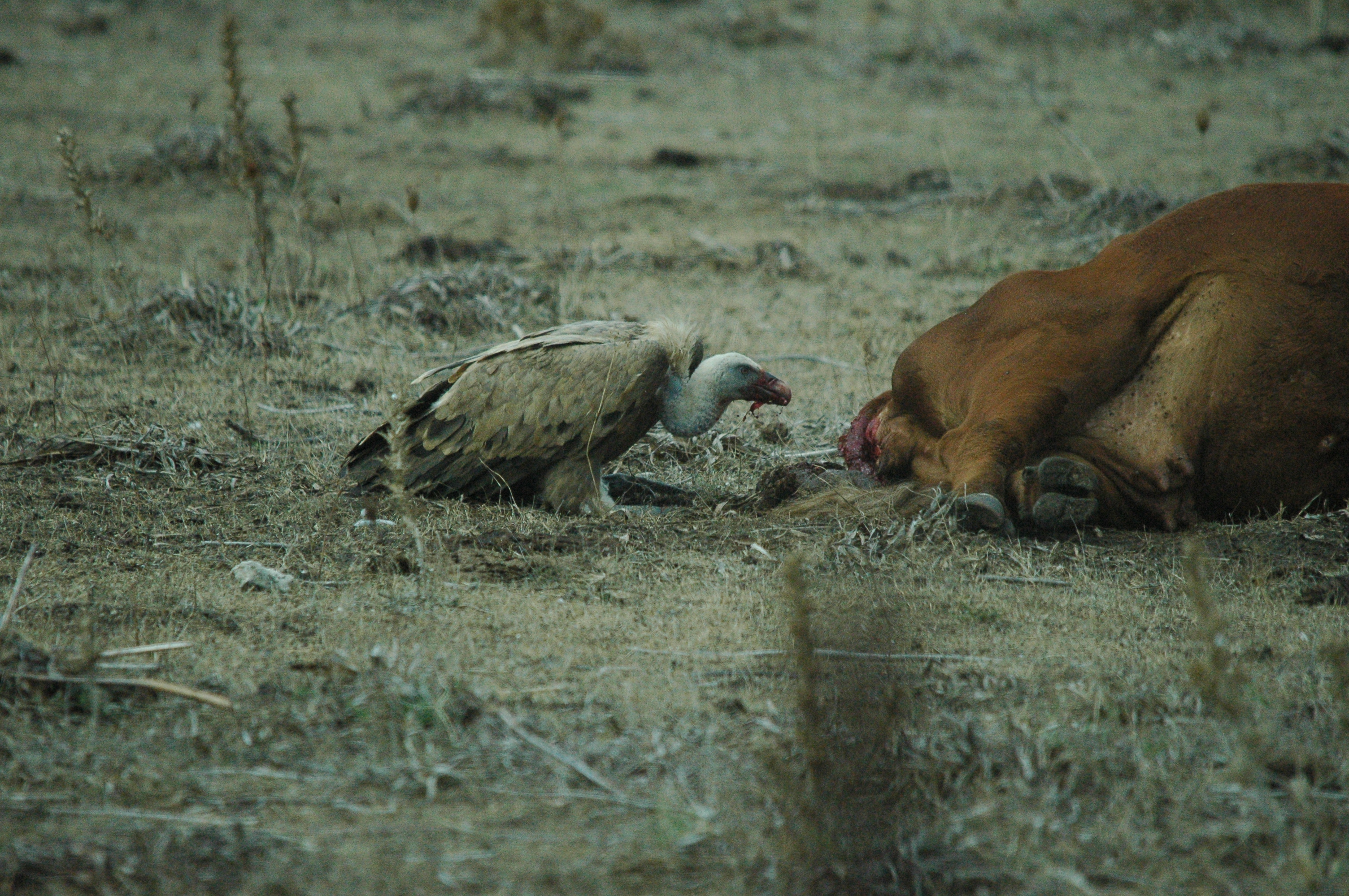 photos/wildlife/Bird_Species/032-Hawks-Eagles-Harriers-Falcons/0645-Eurasian_Griffon/20090927-Spain-18.jpg