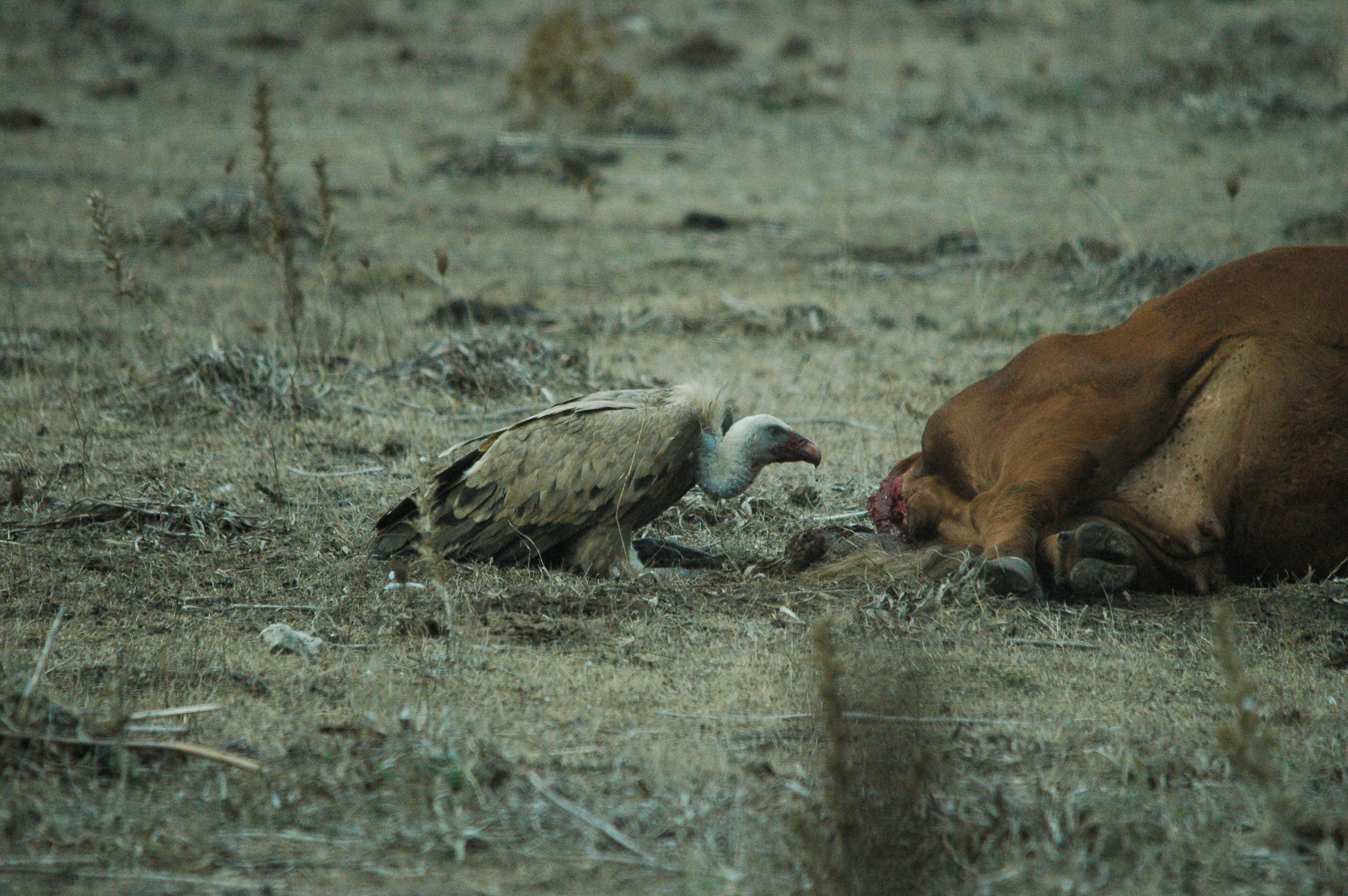 photos/wildlife/Bird_Species/032-Hawks-Eagles-Harriers-Falcons/0645-Eurasian_Griffon/20090927-Spain-19.jpg