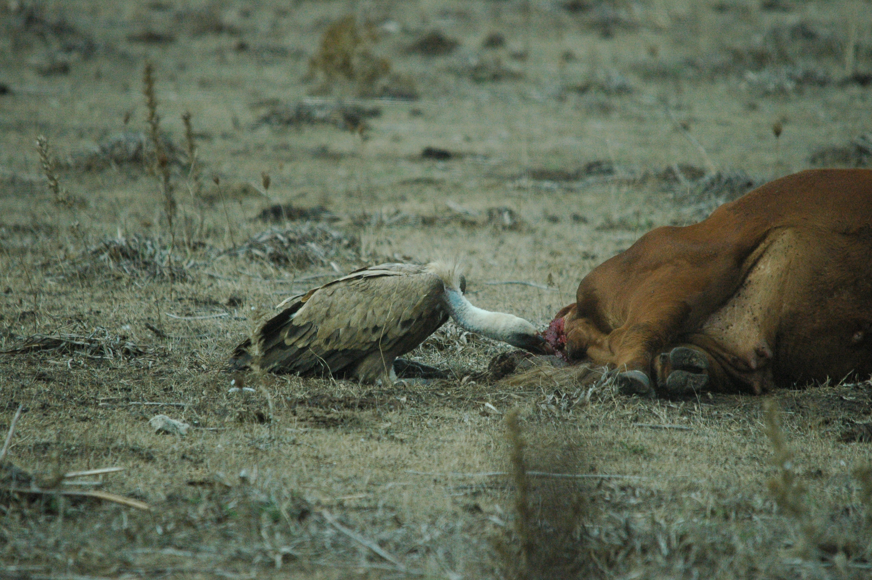 photos/wildlife/Bird_Species/032-Hawks-Eagles-Harriers-Falcons/0645-Eurasian_Griffon/20090927-Spain-20.jpg