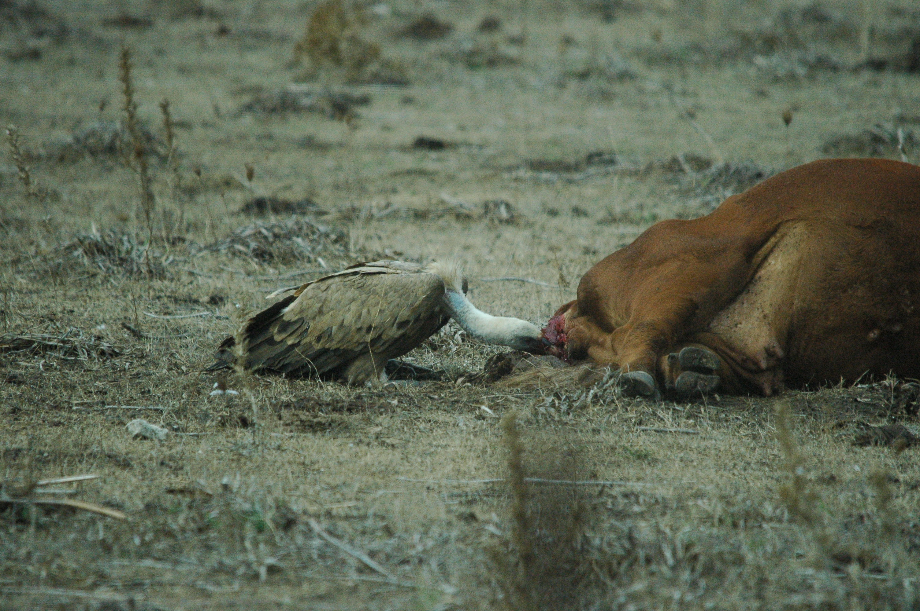 photos/wildlife/Bird_Species/032-Hawks-Eagles-Harriers-Falcons/0645-Eurasian_Griffon/20090927-Spain-21.jpg