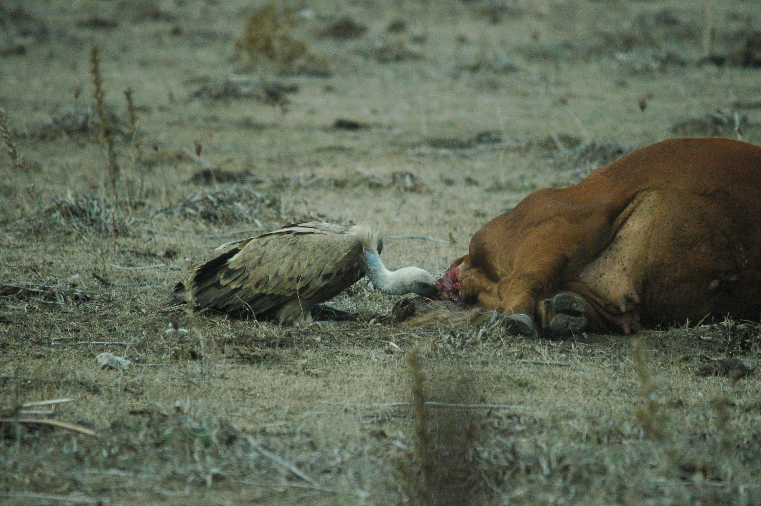 photos/wildlife/Bird_Species/032-Hawks-Eagles-Harriers-Falcons/0645-Eurasian_Griffon/20090927-Spain-22.jpg