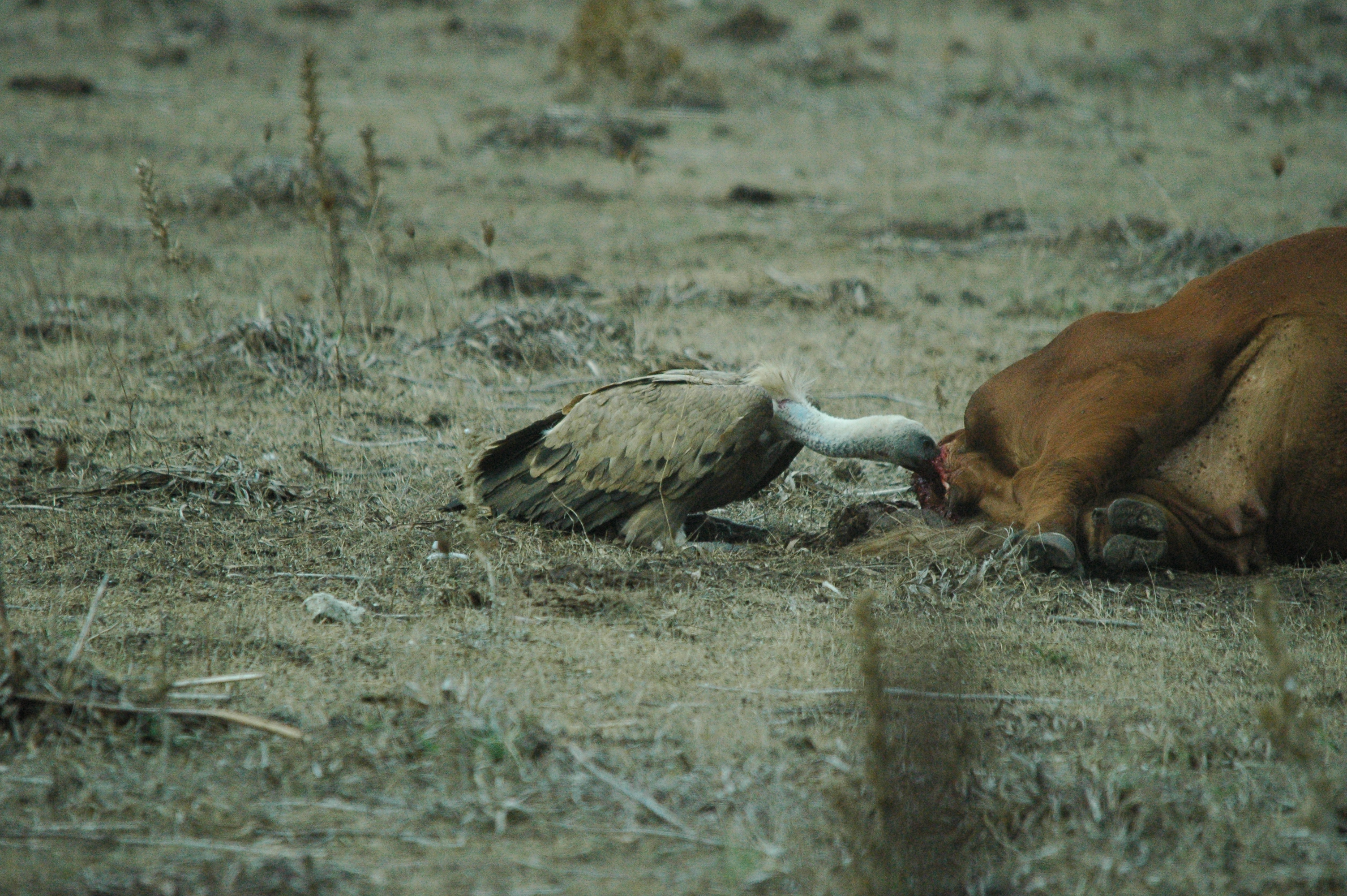 photos/wildlife/Bird_Species/032-Hawks-Eagles-Harriers-Falcons/0645-Eurasian_Griffon/20090927-Spain-23.jpg
