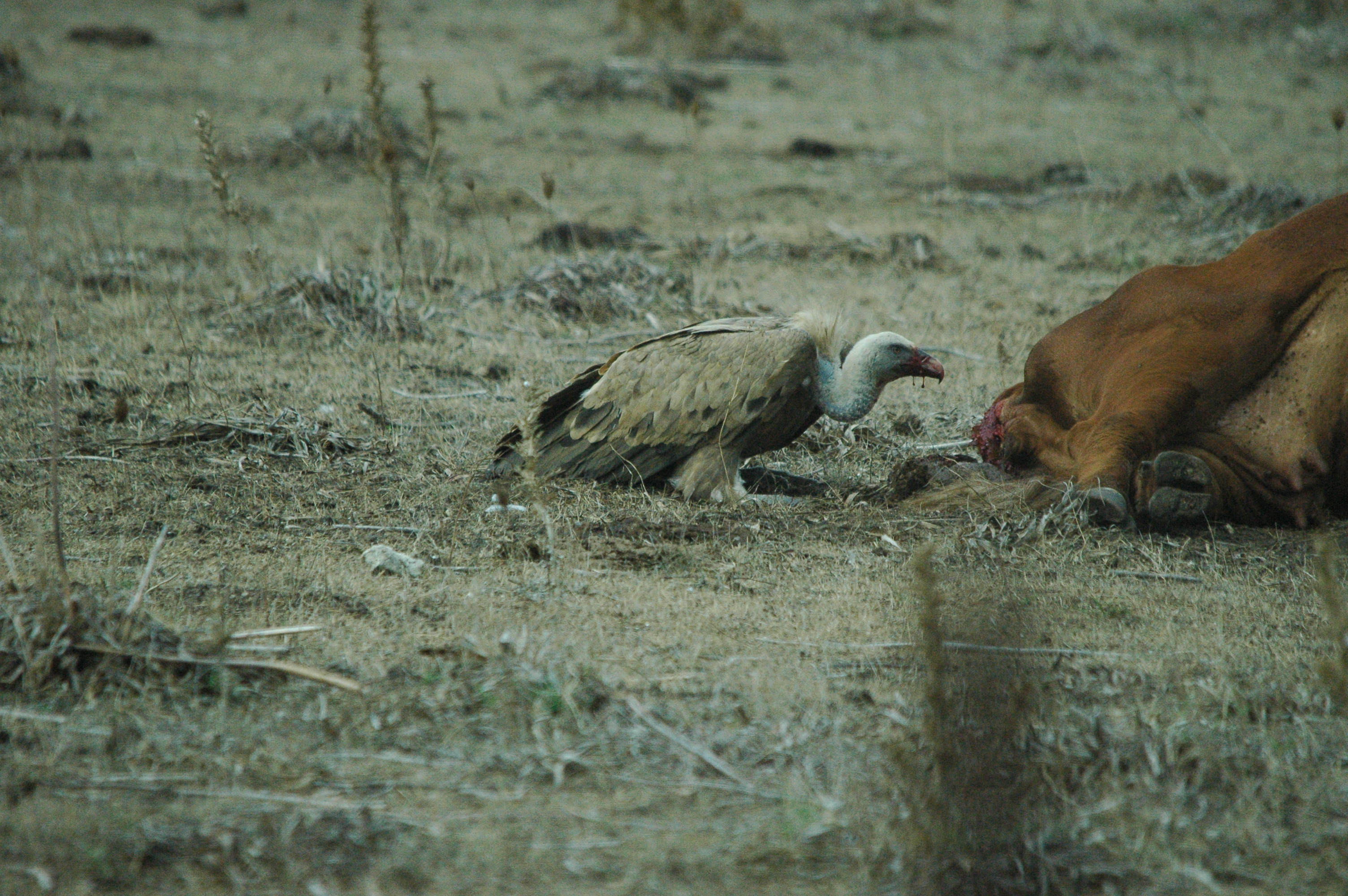 photos/wildlife/Bird_Species/032-Hawks-Eagles-Harriers-Falcons/0645-Eurasian_Griffon/20090927-Spain-24.jpg
