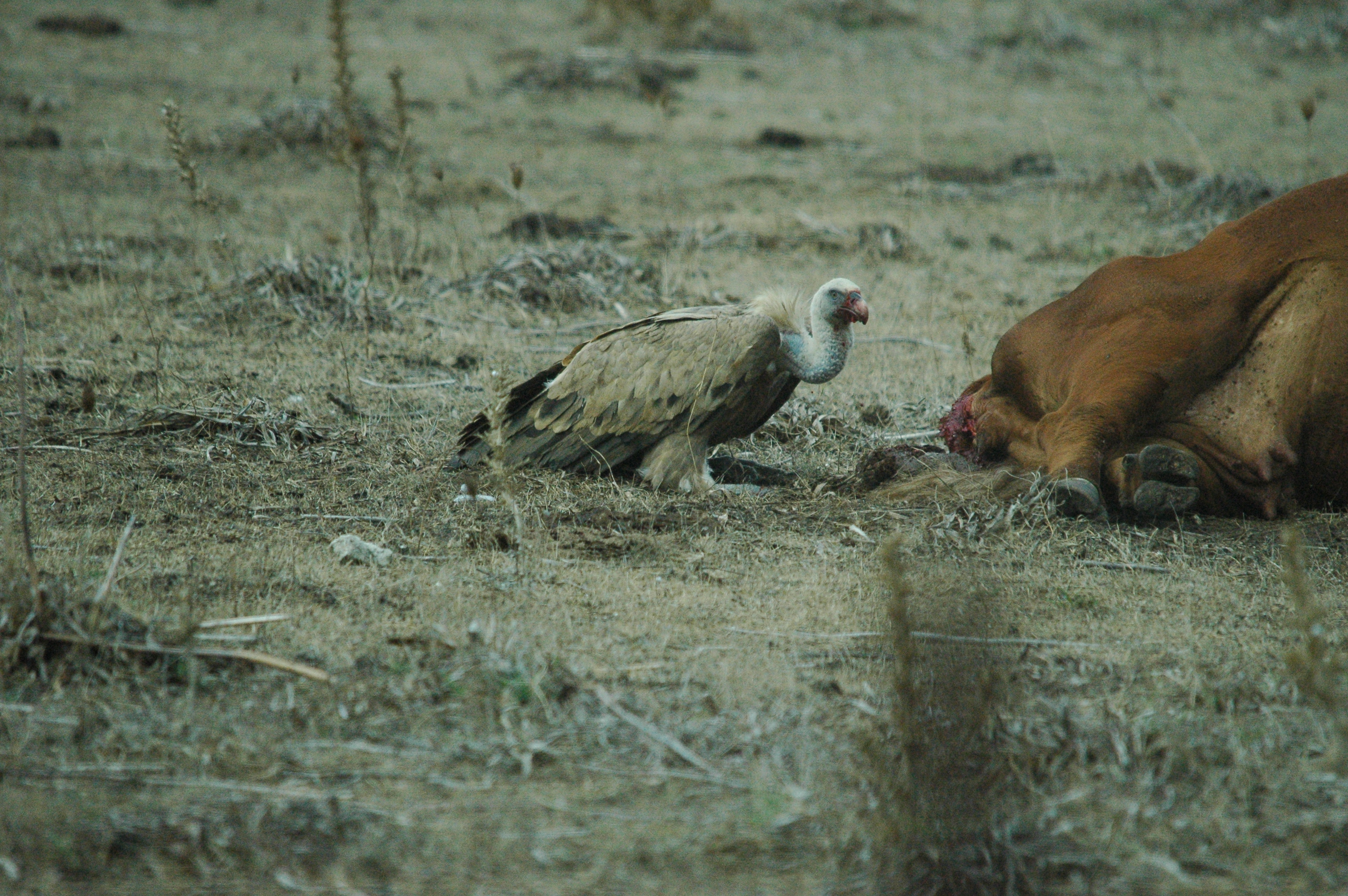 photos/wildlife/Bird_Species/032-Hawks-Eagles-Harriers-Falcons/0645-Eurasian_Griffon/20090927-Spain-25.jpg