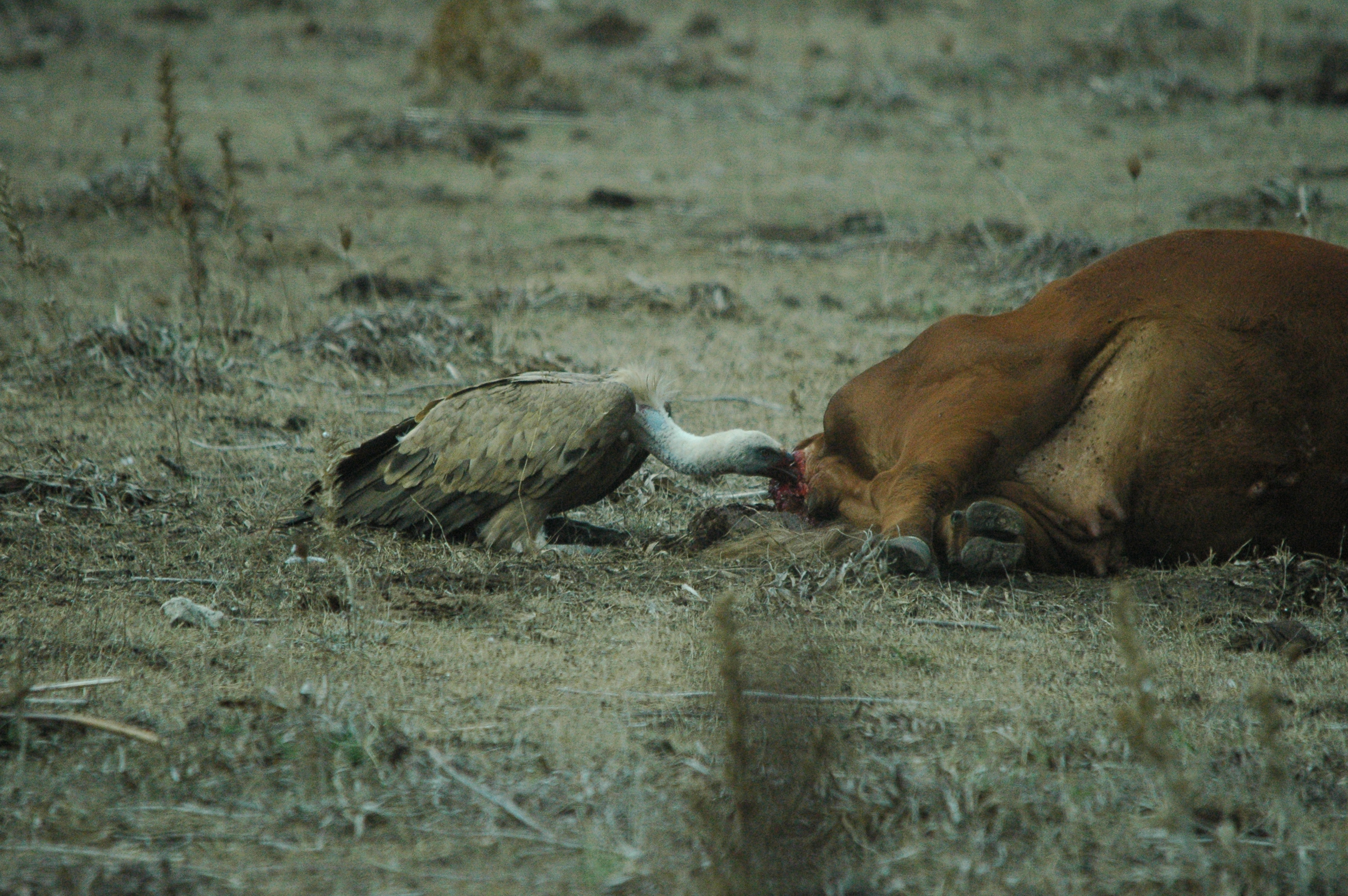 photos/wildlife/Bird_Species/032-Hawks-Eagles-Harriers-Falcons/0645-Eurasian_Griffon/20090927-Spain-26.jpg