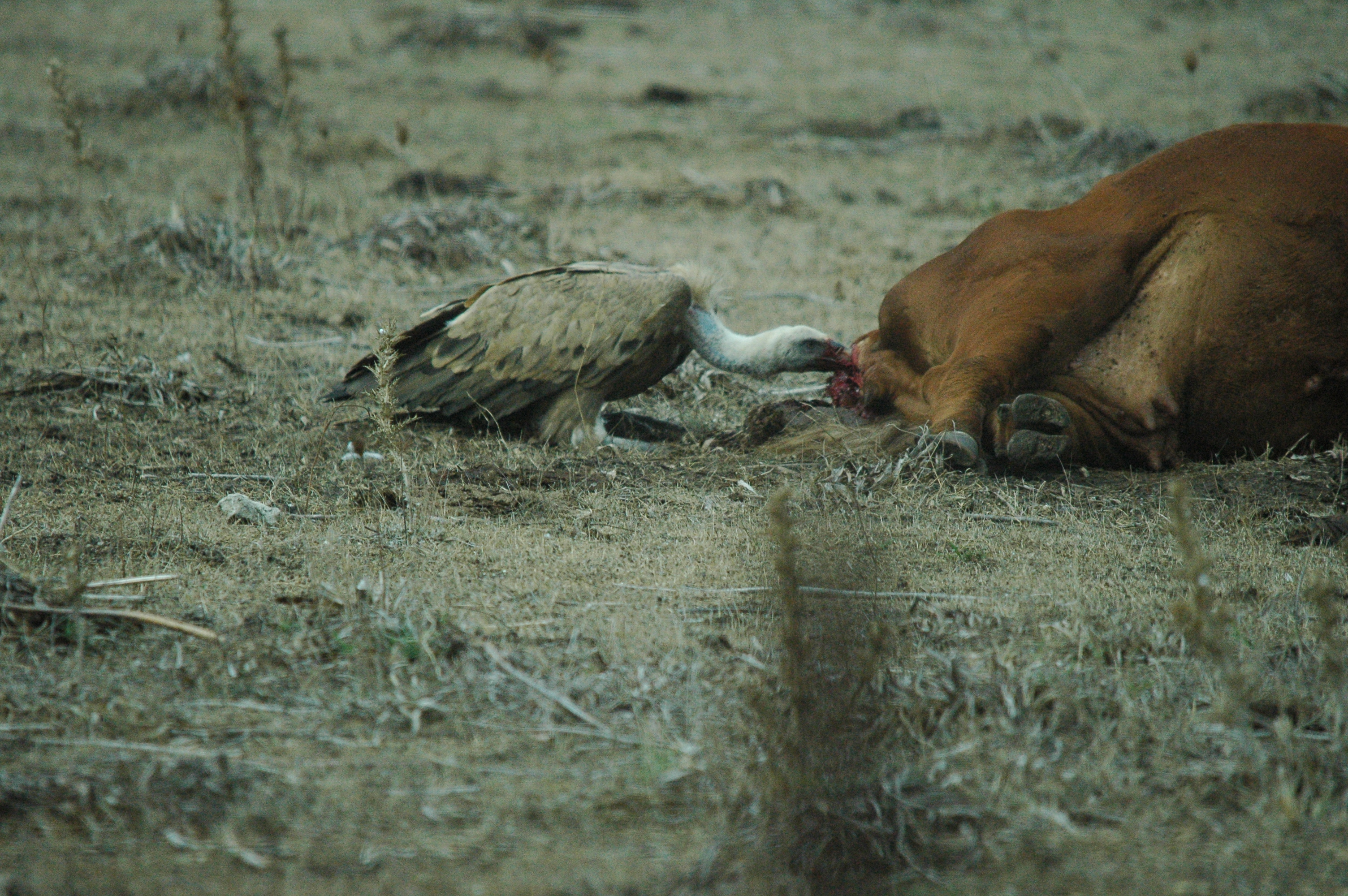 photos/wildlife/Bird_Species/032-Hawks-Eagles-Harriers-Falcons/0645-Eurasian_Griffon/20090927-Spain-27.jpg