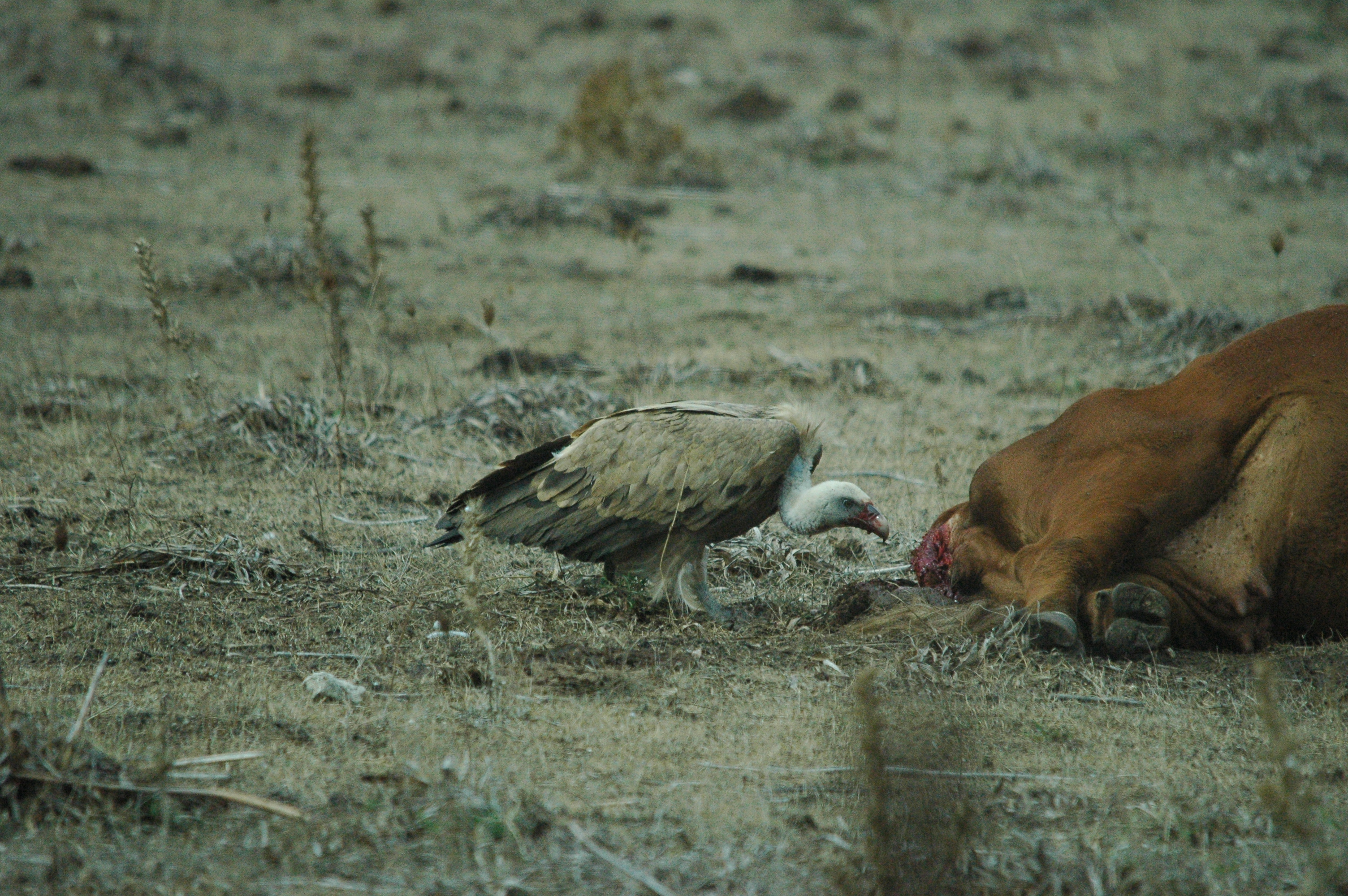 photos/wildlife/Bird_Species/032-Hawks-Eagles-Harriers-Falcons/0645-Eurasian_Griffon/20090927-Spain-28.jpg