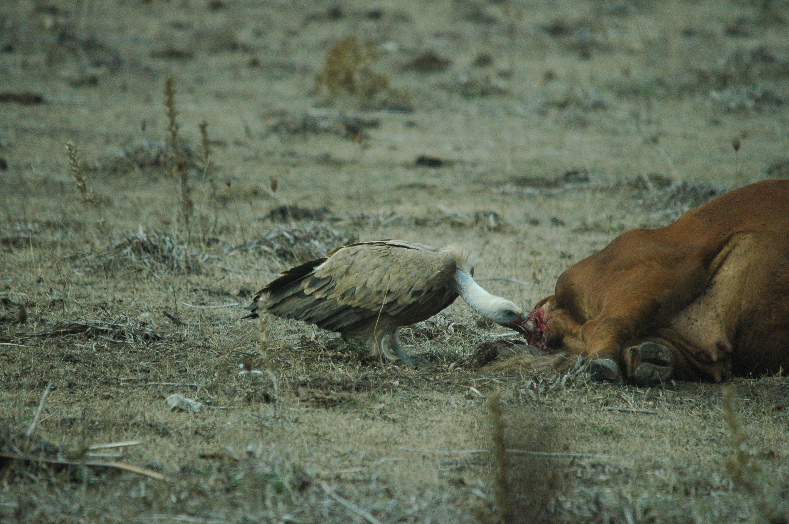 photos/wildlife/Bird_Species/032-Hawks-Eagles-Harriers-Falcons/0645-Eurasian_Griffon/20090927-Spain-29.jpg