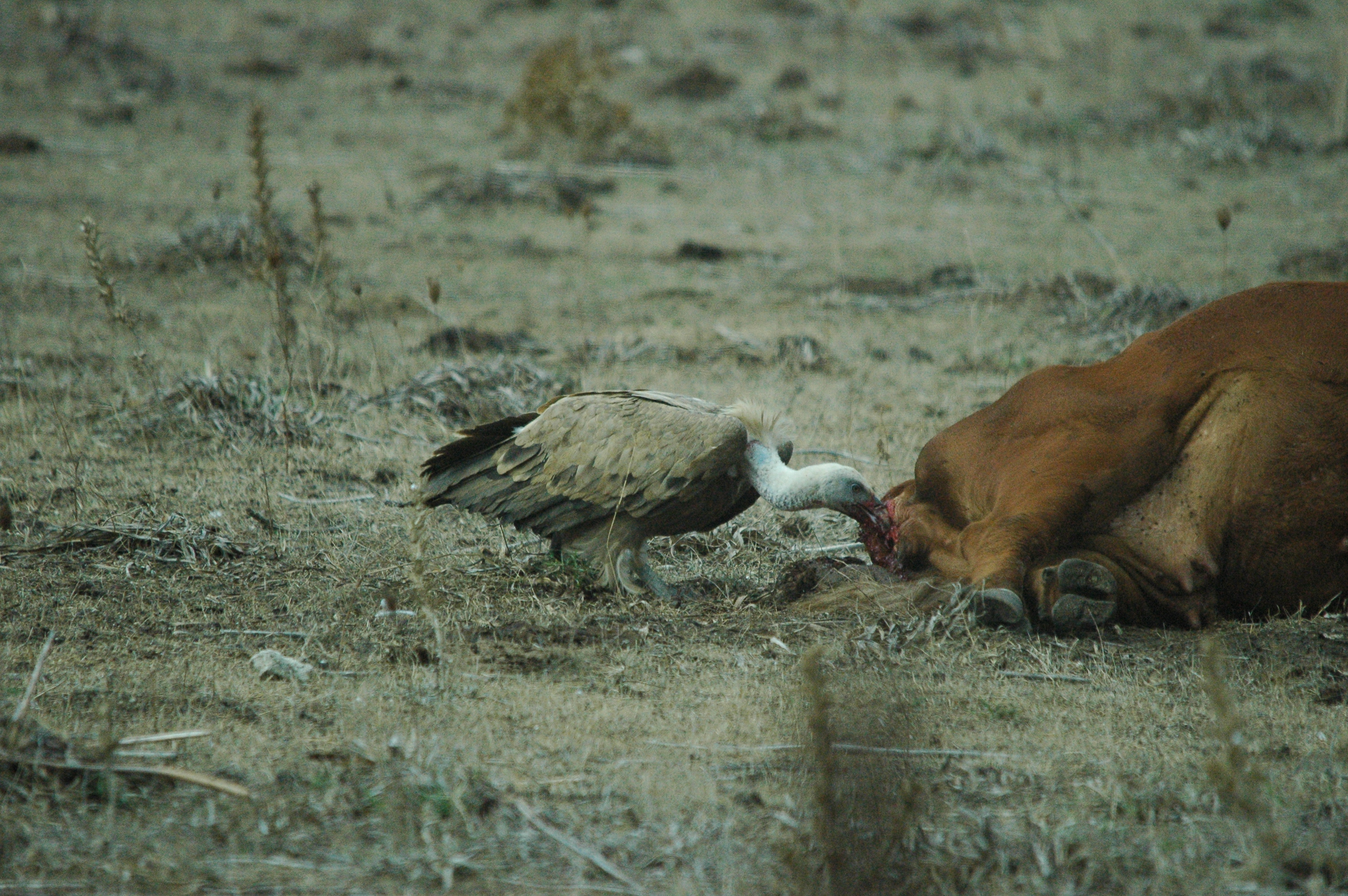 photos/wildlife/Bird_Species/032-Hawks-Eagles-Harriers-Falcons/0645-Eurasian_Griffon/20090927-Spain-31.jpg