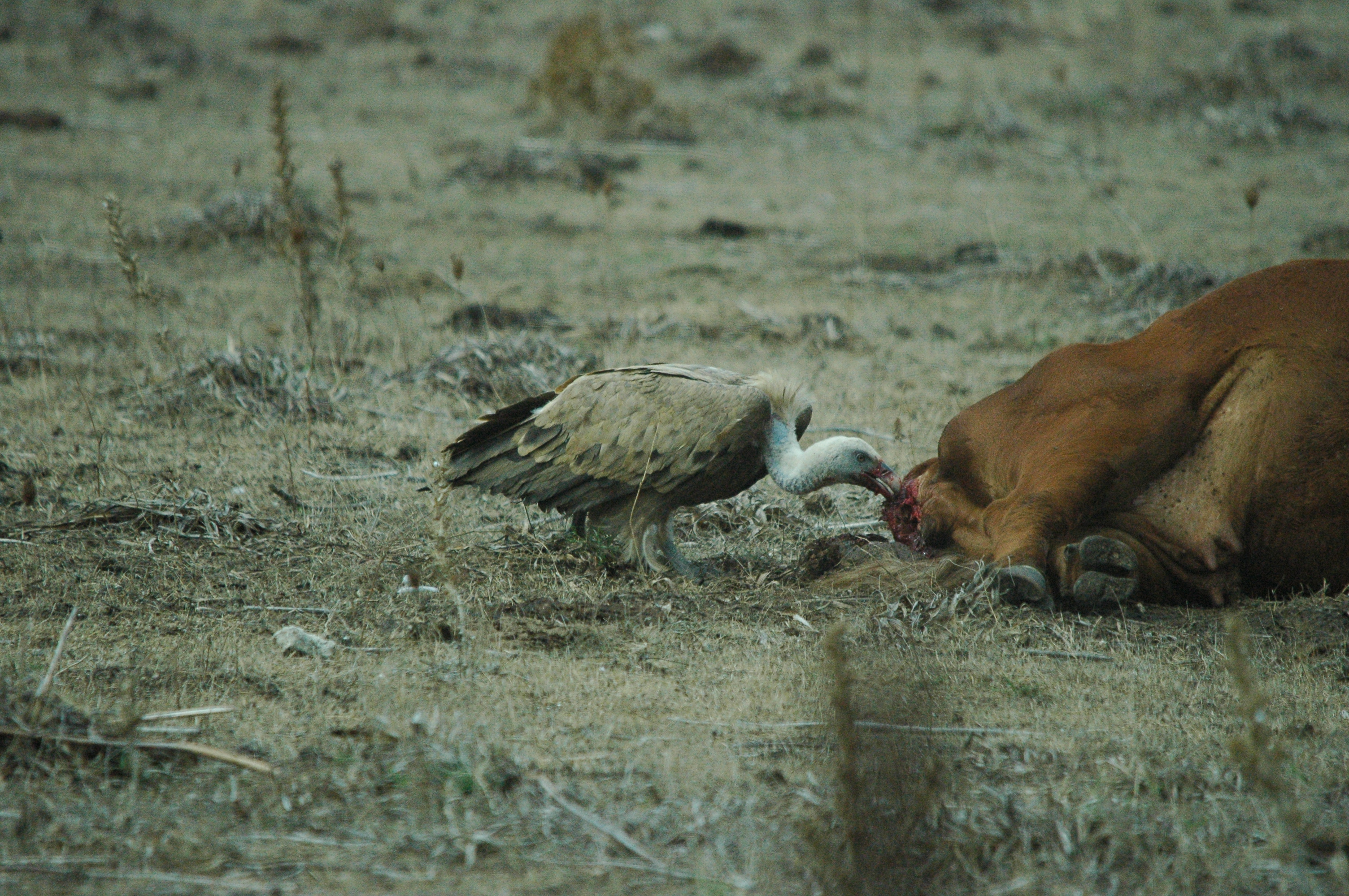 photos/wildlife/Bird_Species/032-Hawks-Eagles-Harriers-Falcons/0645-Eurasian_Griffon/20090927-Spain-32.jpg