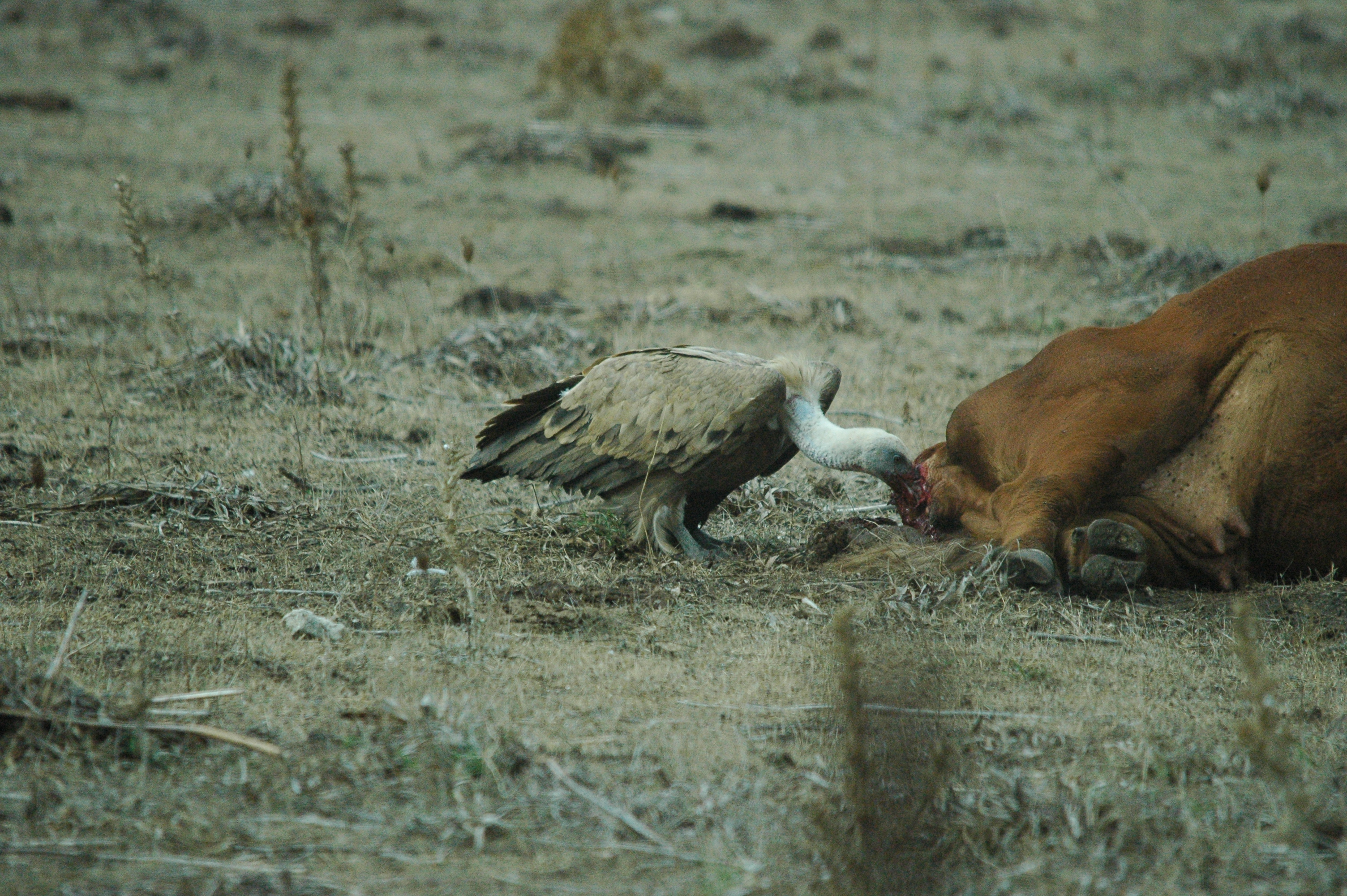 photos/wildlife/Bird_Species/032-Hawks-Eagles-Harriers-Falcons/0645-Eurasian_Griffon/20090927-Spain-33.jpg