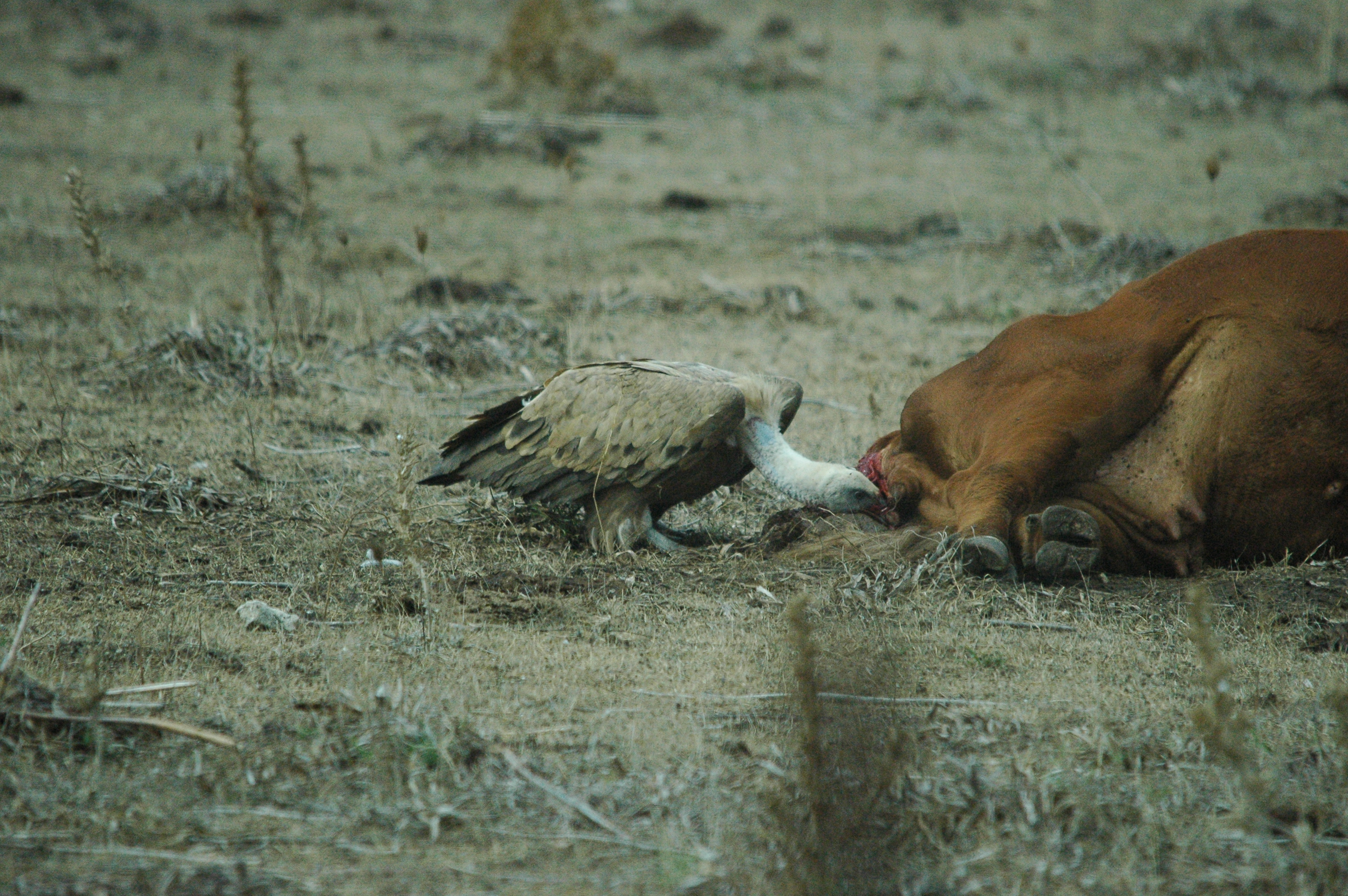 photos/wildlife/Bird_Species/032-Hawks-Eagles-Harriers-Falcons/0645-Eurasian_Griffon/20090927-Spain-34.jpg