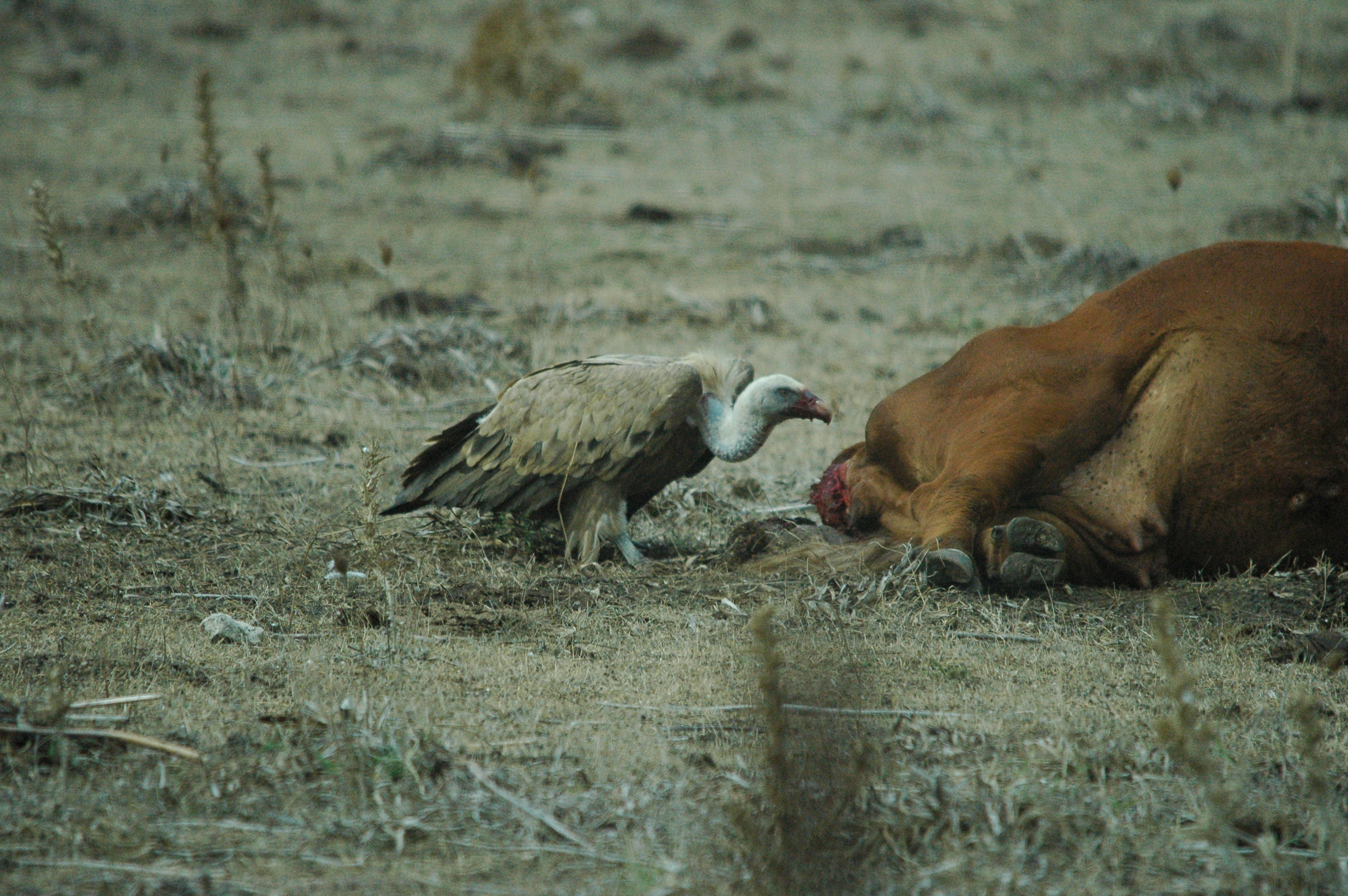 photos/wildlife/Bird_Species/032-Hawks-Eagles-Harriers-Falcons/0645-Eurasian_Griffon/20090927-Spain-35.jpg