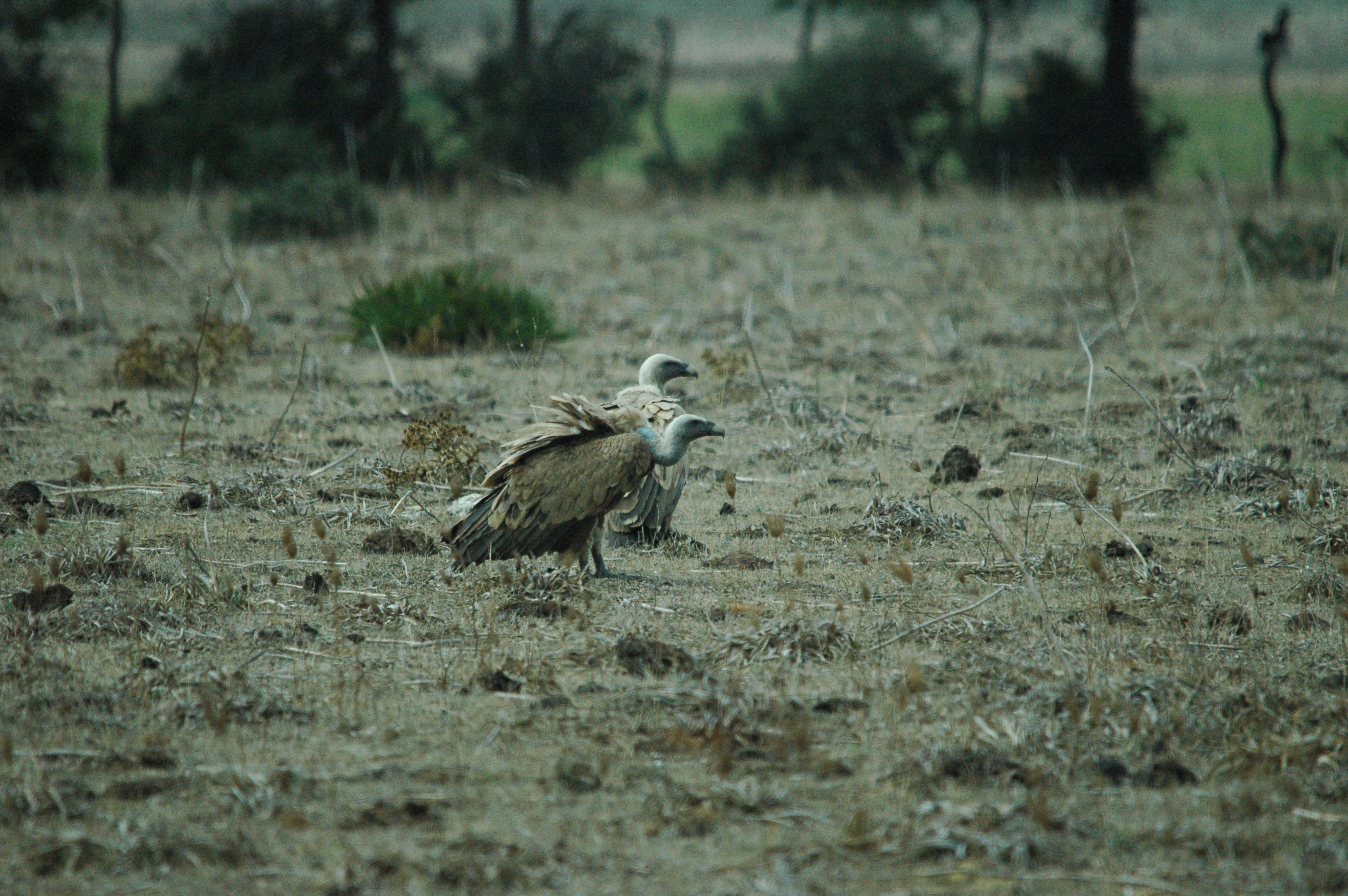 photos/wildlife/Bird_Species/032-Hawks-Eagles-Harriers-Falcons/0645-Eurasian_Griffon/20090927-Spain-36.jpg