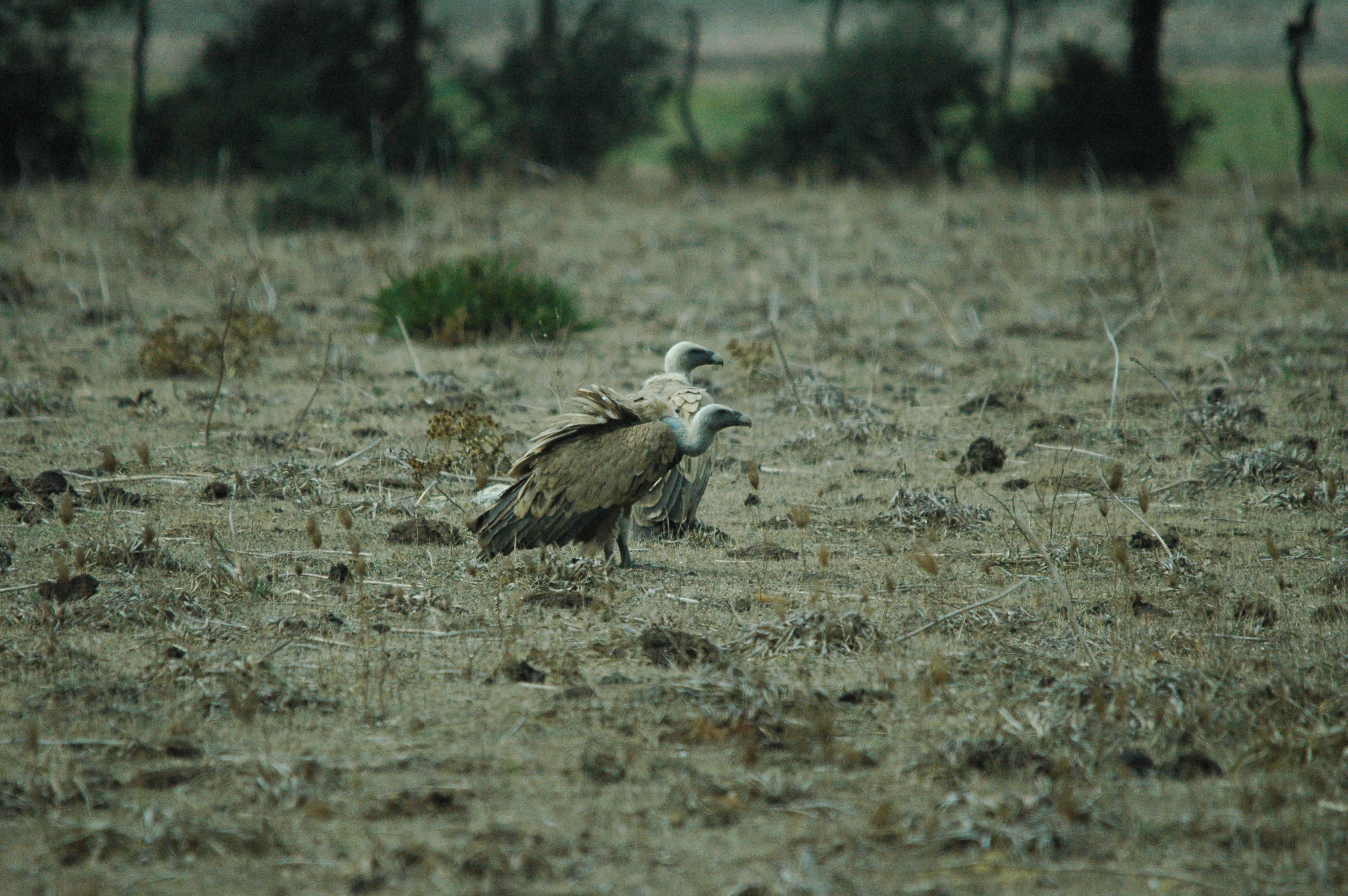 photos/wildlife/Bird_Species/032-Hawks-Eagles-Harriers-Falcons/0645-Eurasian_Griffon/20090927-Spain-37.jpg