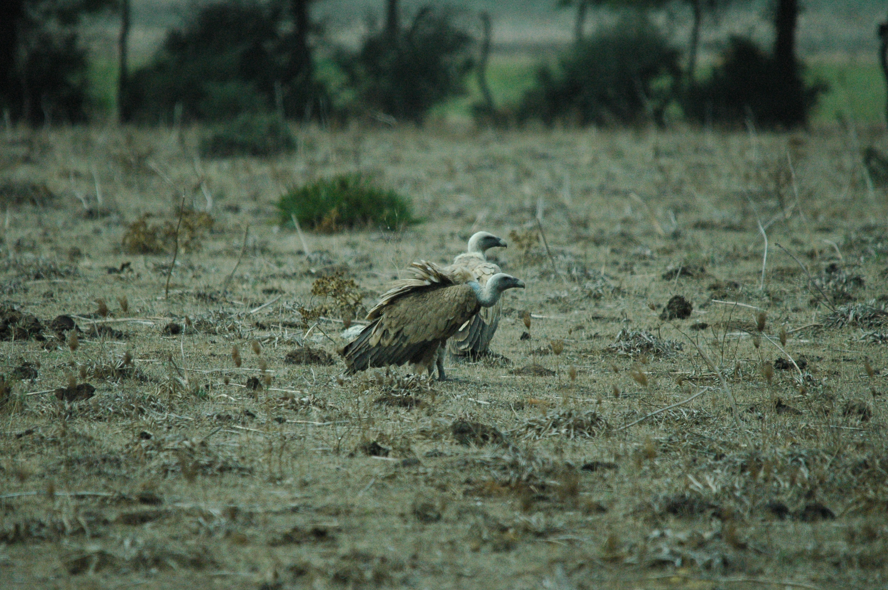 photos/wildlife/Bird_Species/032-Hawks-Eagles-Harriers-Falcons/0645-Eurasian_Griffon/20090927-Spain-38.jpg