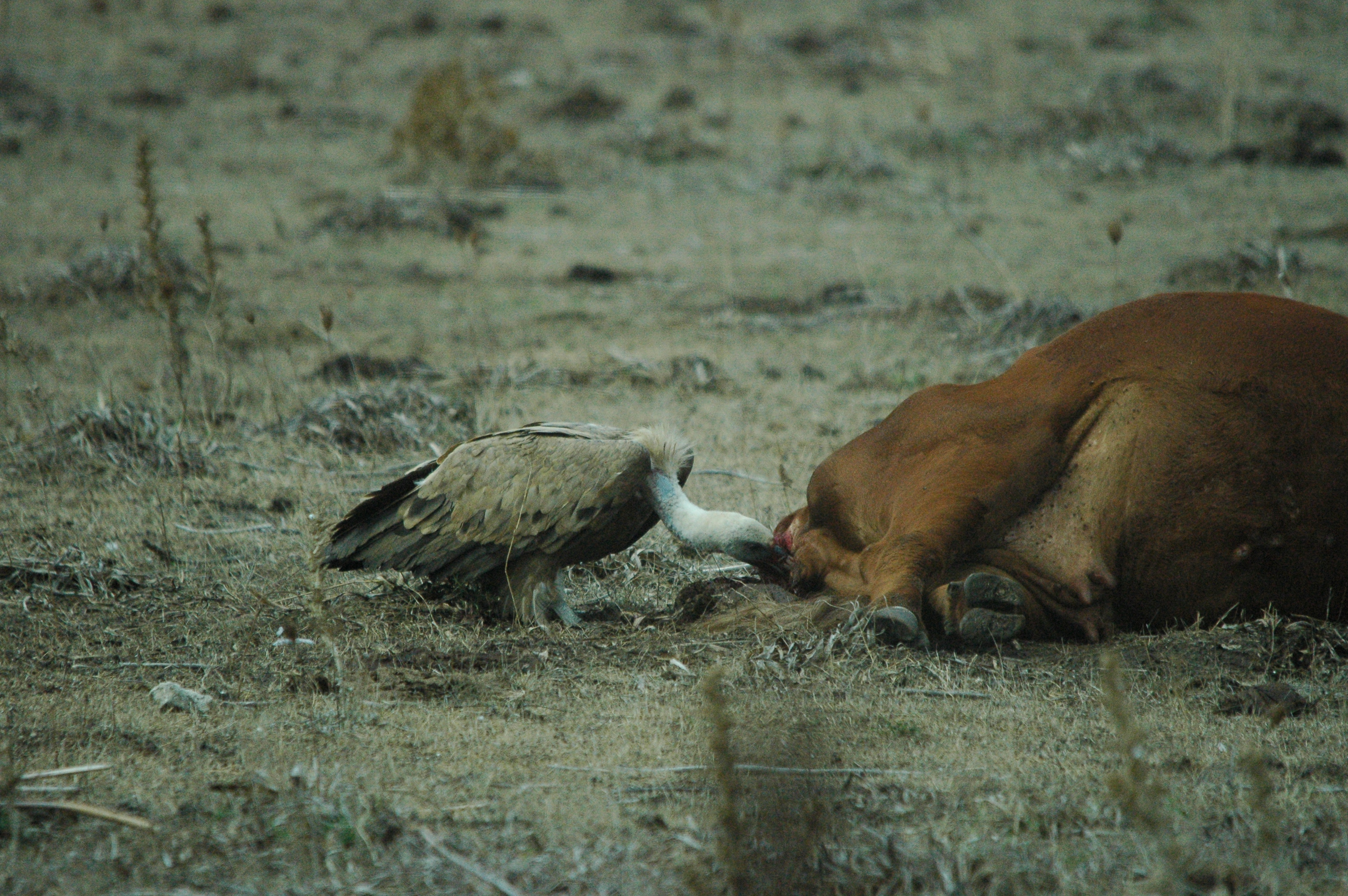 photos/wildlife/Bird_Species/032-Hawks-Eagles-Harriers-Falcons/0645-Eurasian_Griffon/20090927-Spain-39.jpg