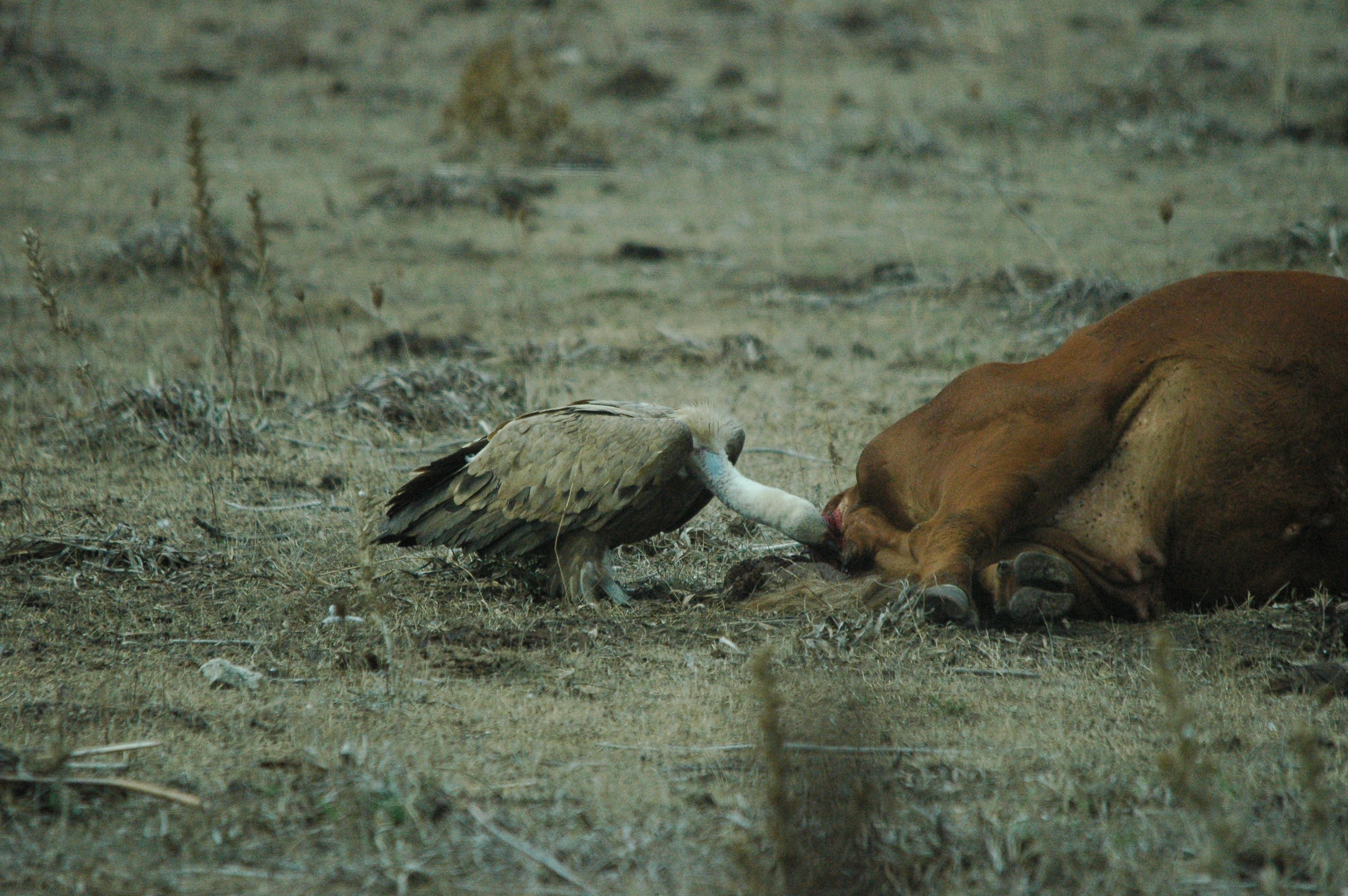 photos/wildlife/Bird_Species/032-Hawks-Eagles-Harriers-Falcons/0645-Eurasian_Griffon/20090927-Spain-40.jpg