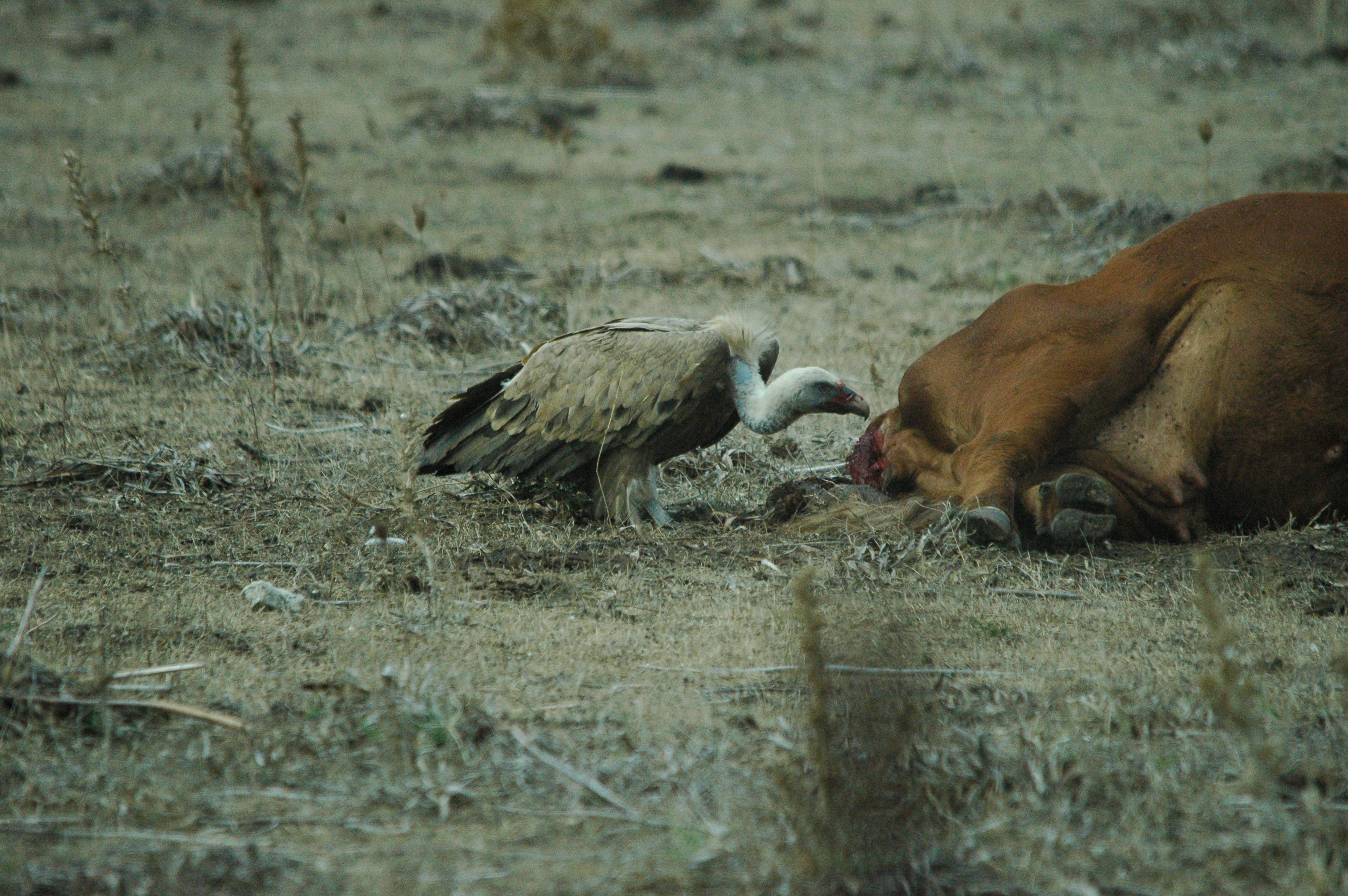 photos/wildlife/Bird_Species/032-Hawks-Eagles-Harriers-Falcons/0645-Eurasian_Griffon/20090927-Spain-41.jpg