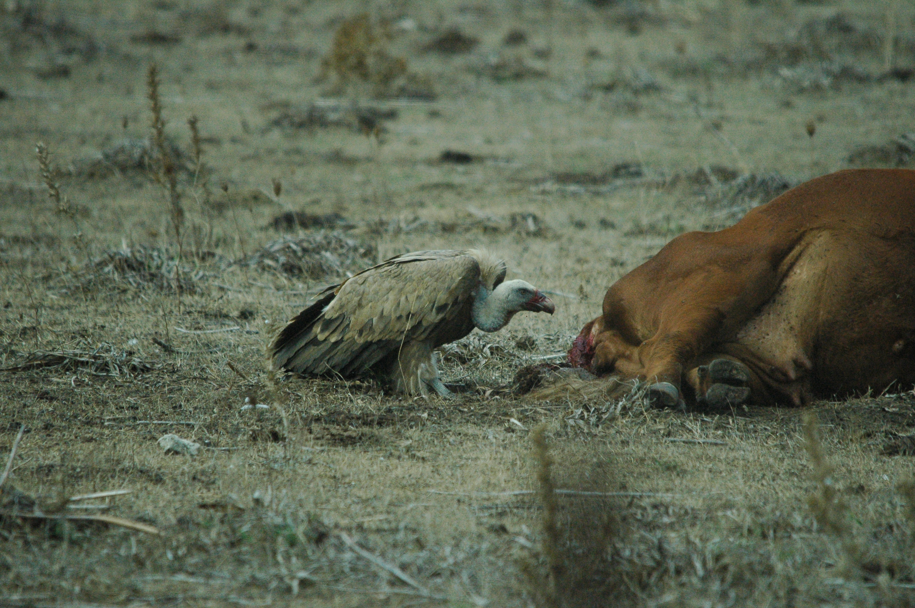 photos/wildlife/Bird_Species/032-Hawks-Eagles-Harriers-Falcons/0645-Eurasian_Griffon/20090927-Spain-42.jpg