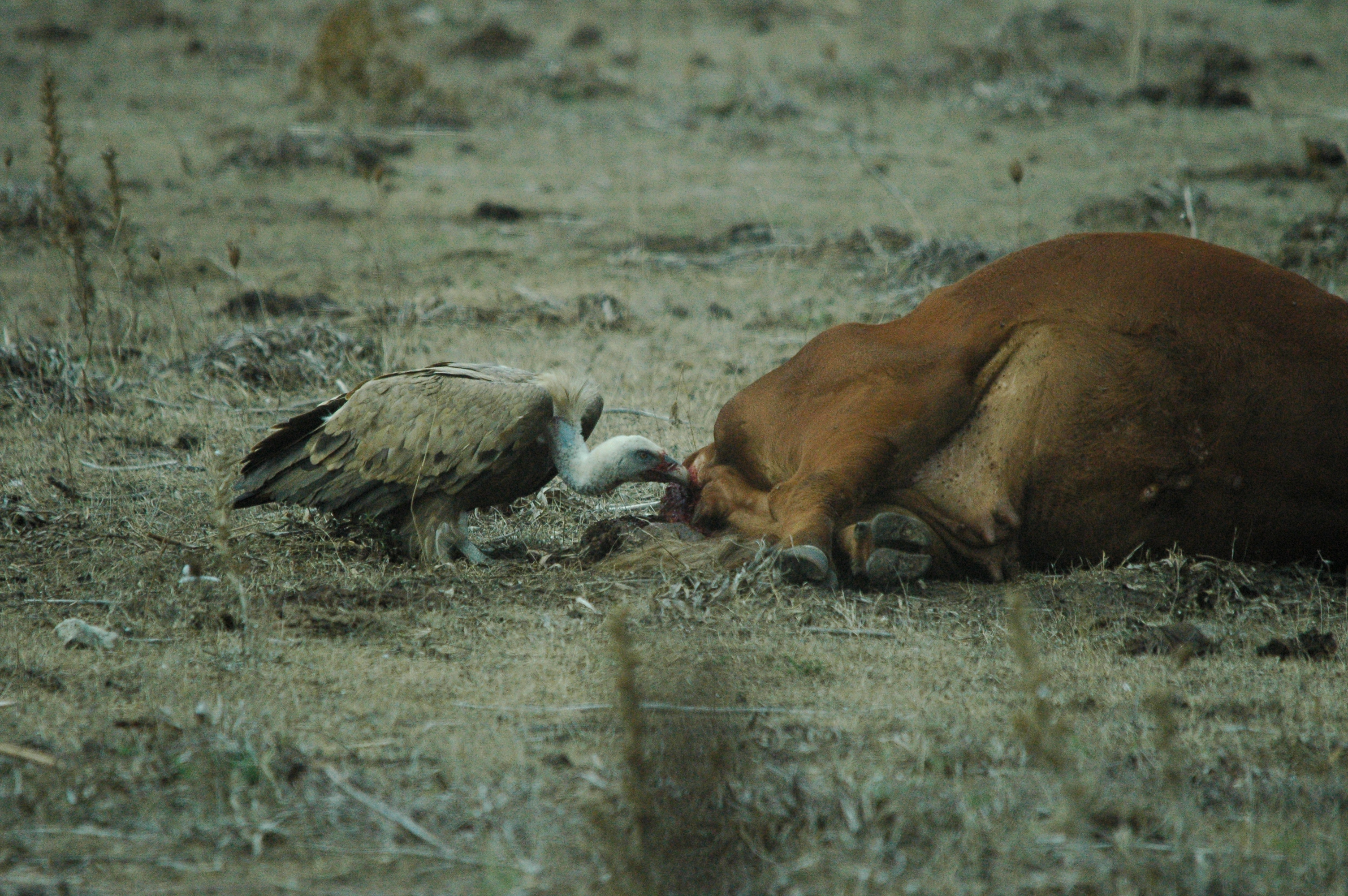 photos/wildlife/Bird_Species/032-Hawks-Eagles-Harriers-Falcons/0645-Eurasian_Griffon/20090927-Spain-44.jpg