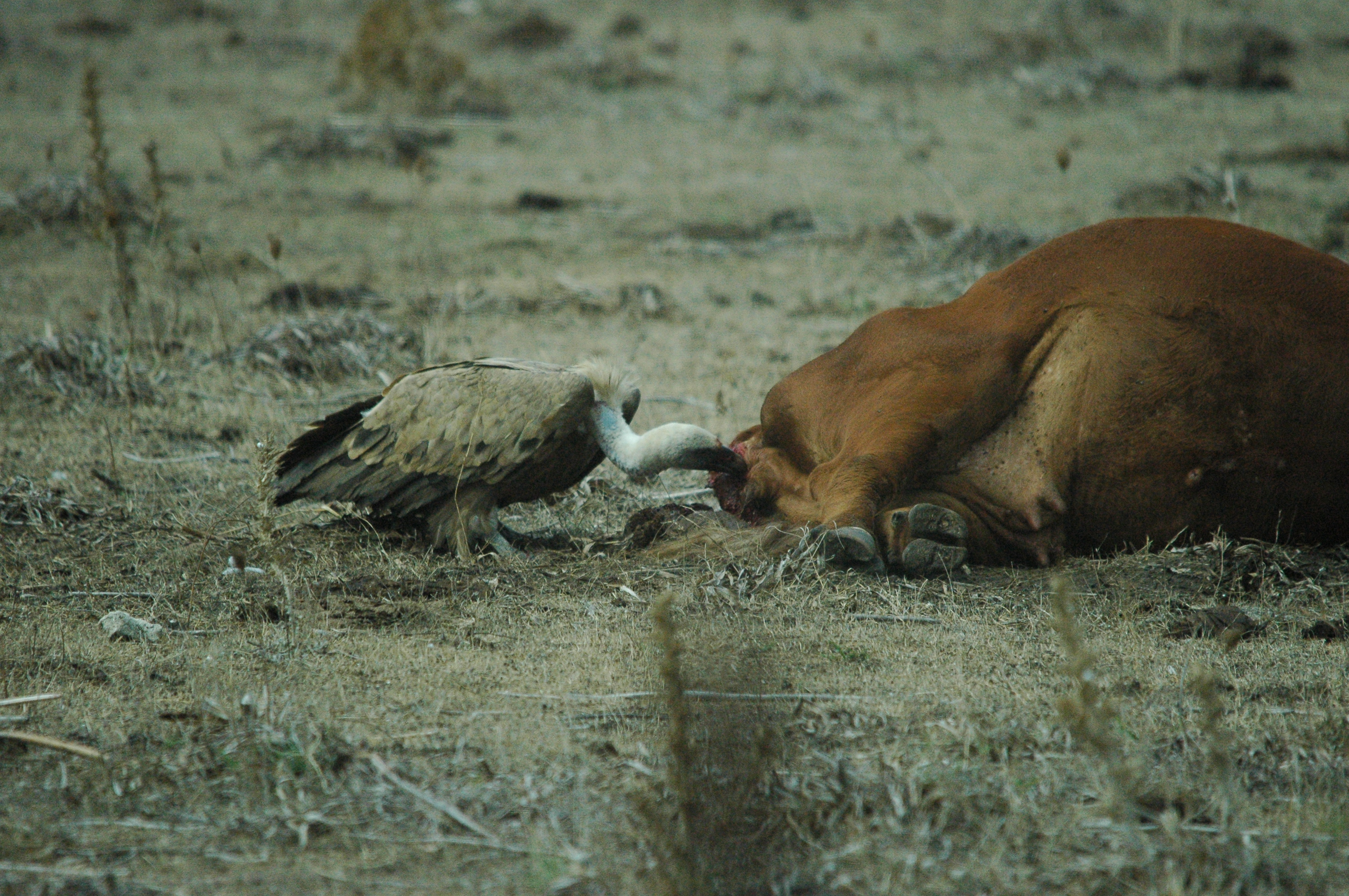 photos/wildlife/Bird_Species/032-Hawks-Eagles-Harriers-Falcons/0645-Eurasian_Griffon/20090927-Spain-45.jpg