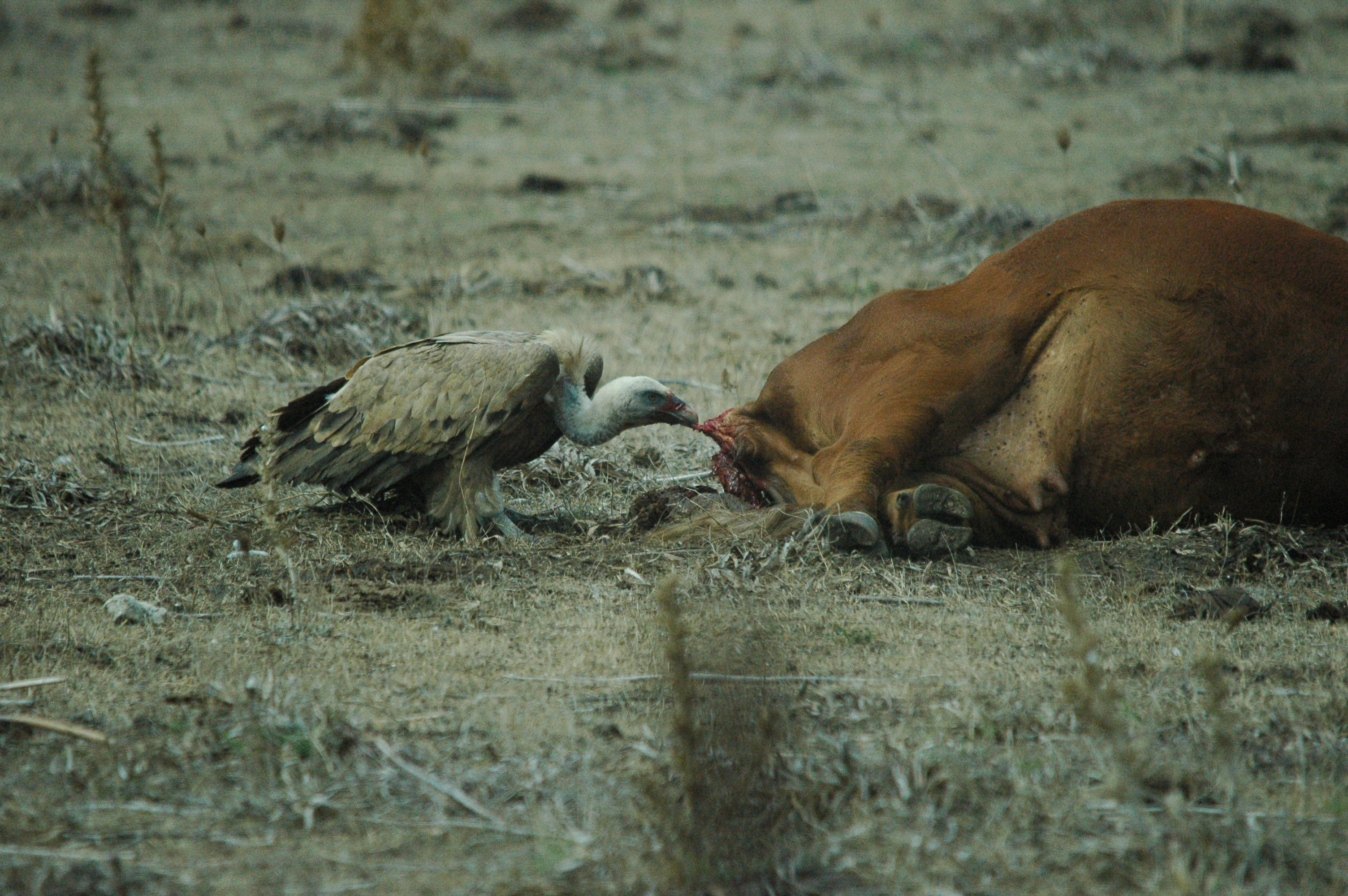photos/wildlife/Bird_Species/032-Hawks-Eagles-Harriers-Falcons/0645-Eurasian_Griffon/20090927-Spain-46.jpg