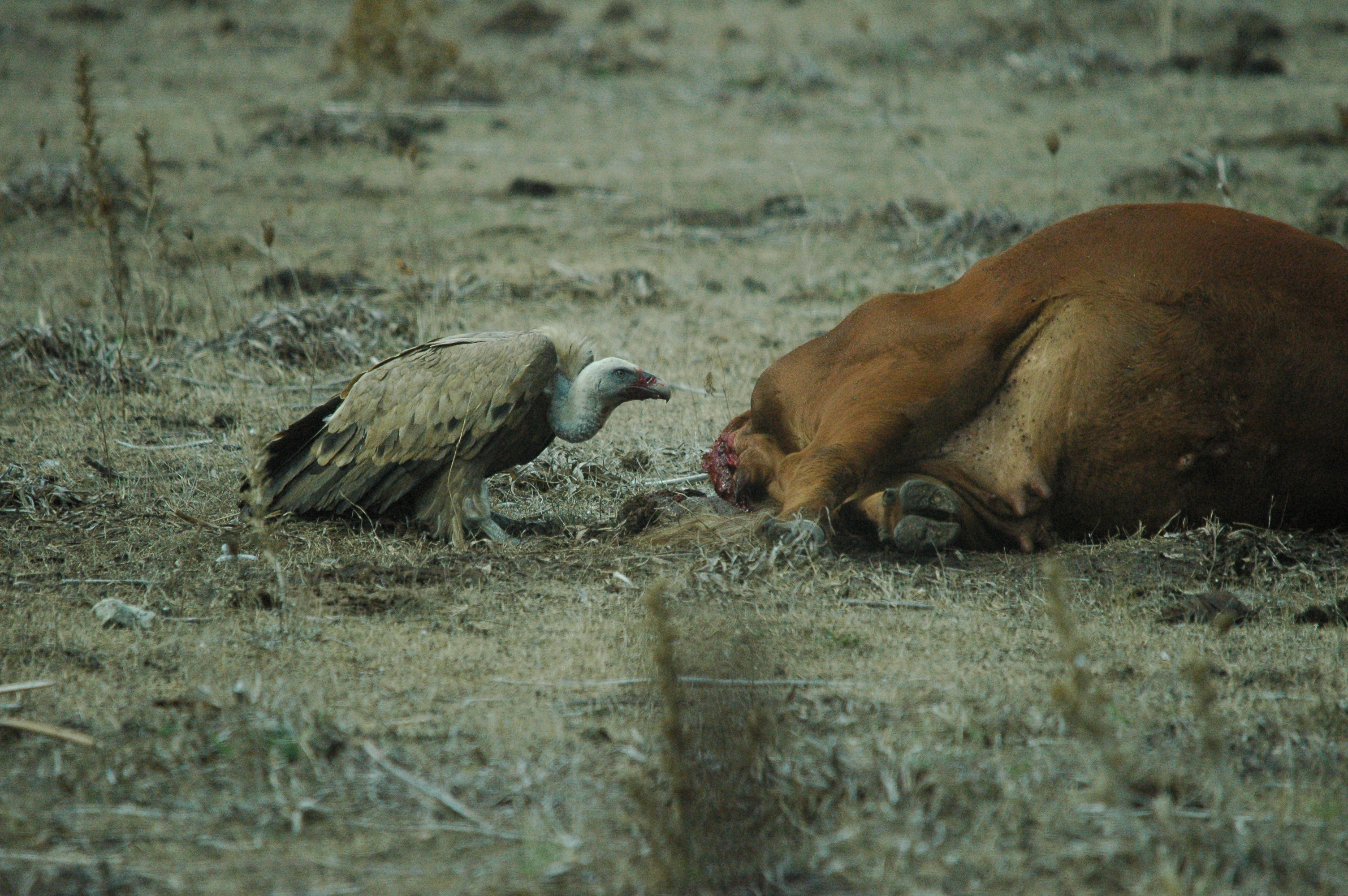 photos/wildlife/Bird_Species/032-Hawks-Eagles-Harriers-Falcons/0645-Eurasian_Griffon/20090927-Spain-47.jpg