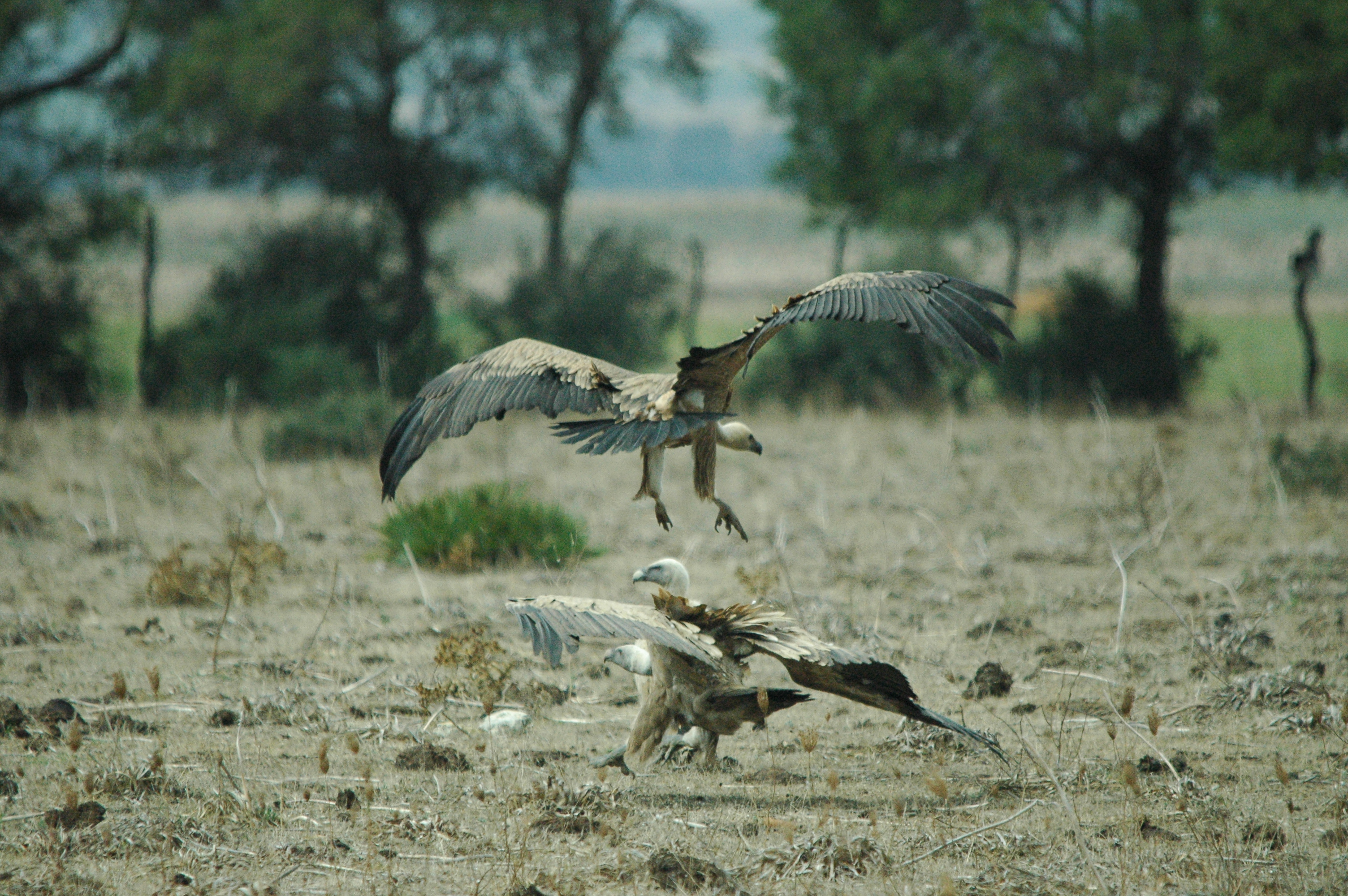 photos/wildlife/Bird_Species/032-Hawks-Eagles-Harriers-Falcons/0645-Eurasian_Griffon/20090927-Spain-48.jpg