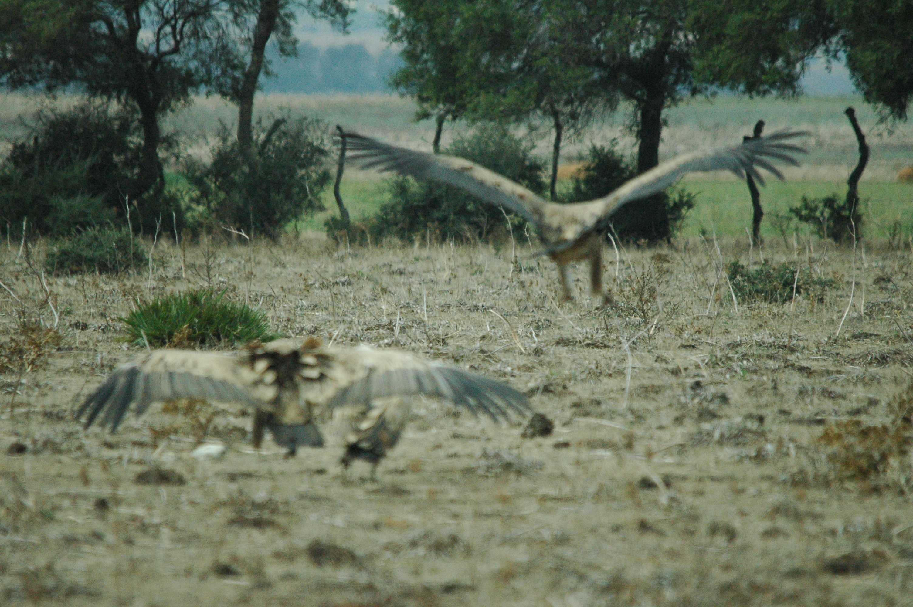 photos/wildlife/Bird_Species/032-Hawks-Eagles-Harriers-Falcons/0645-Eurasian_Griffon/20090927-Spain-49.jpg
