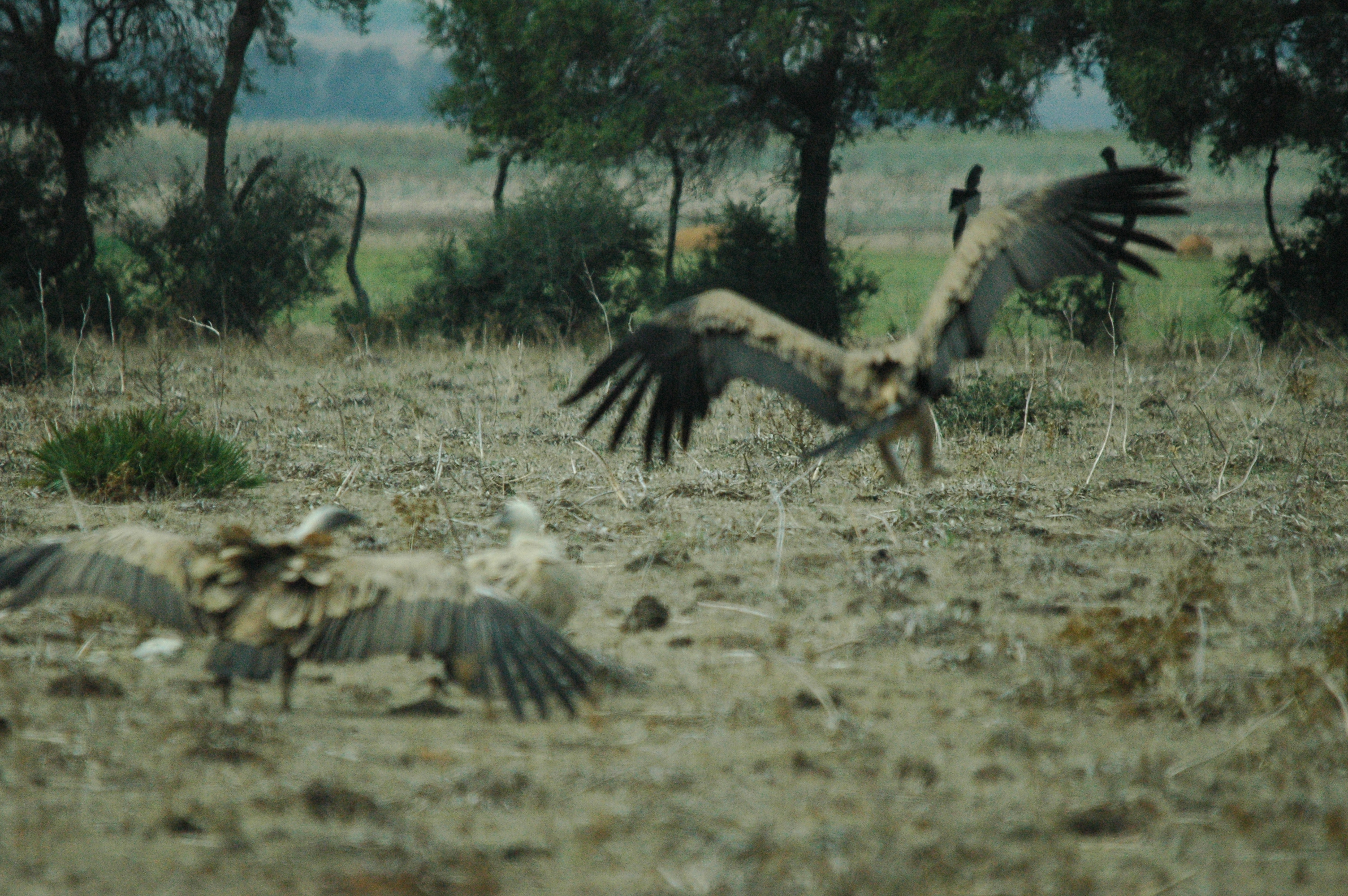 photos/wildlife/Bird_Species/032-Hawks-Eagles-Harriers-Falcons/0645-Eurasian_Griffon/20090927-Spain-50.jpg