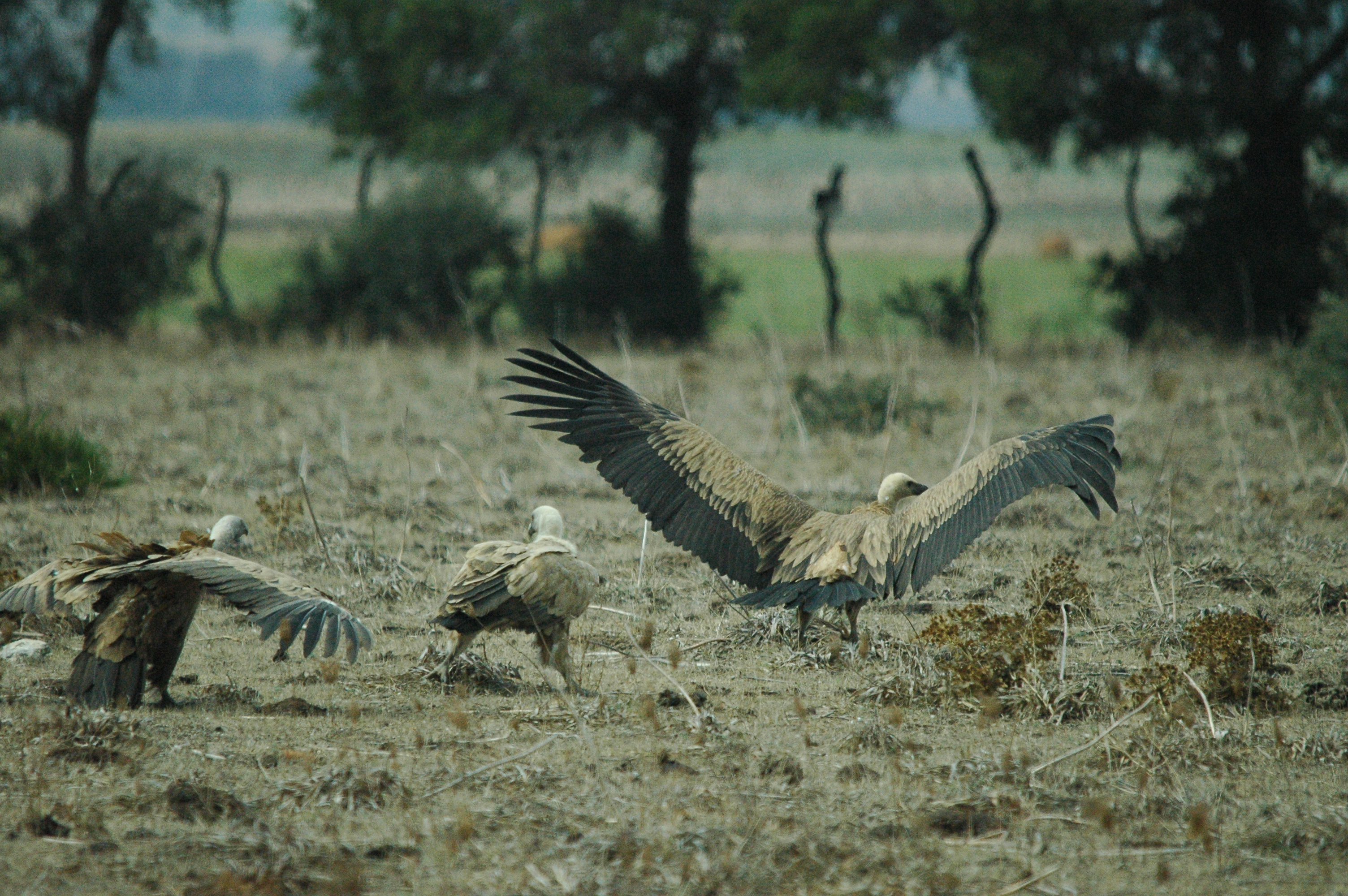 photos/wildlife/Bird_Species/032-Hawks-Eagles-Harriers-Falcons/0645-Eurasian_Griffon/20090927-Spain-51.jpg
