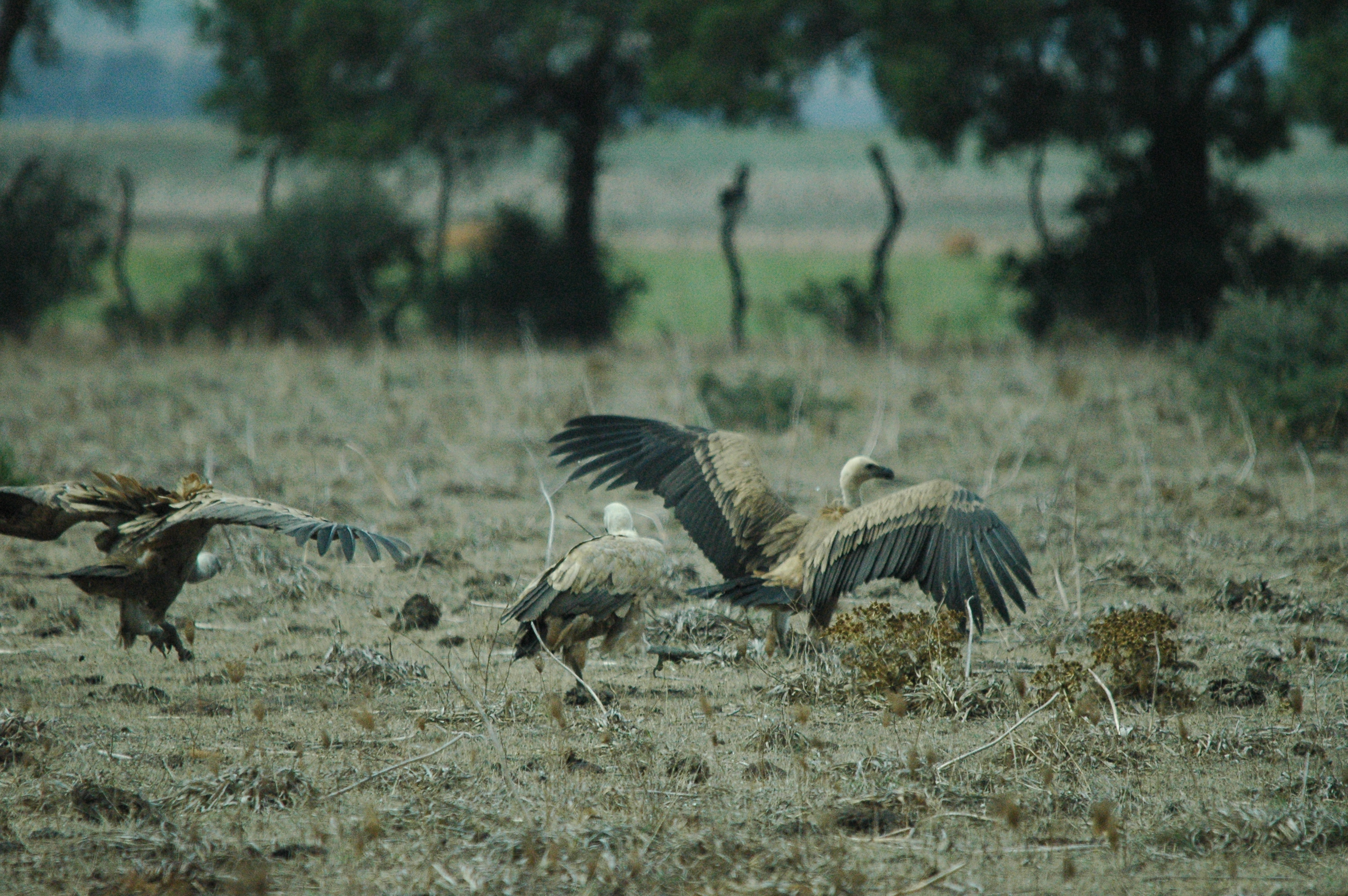 photos/wildlife/Bird_Species/032-Hawks-Eagles-Harriers-Falcons/0645-Eurasian_Griffon/20090927-Spain-52.jpg