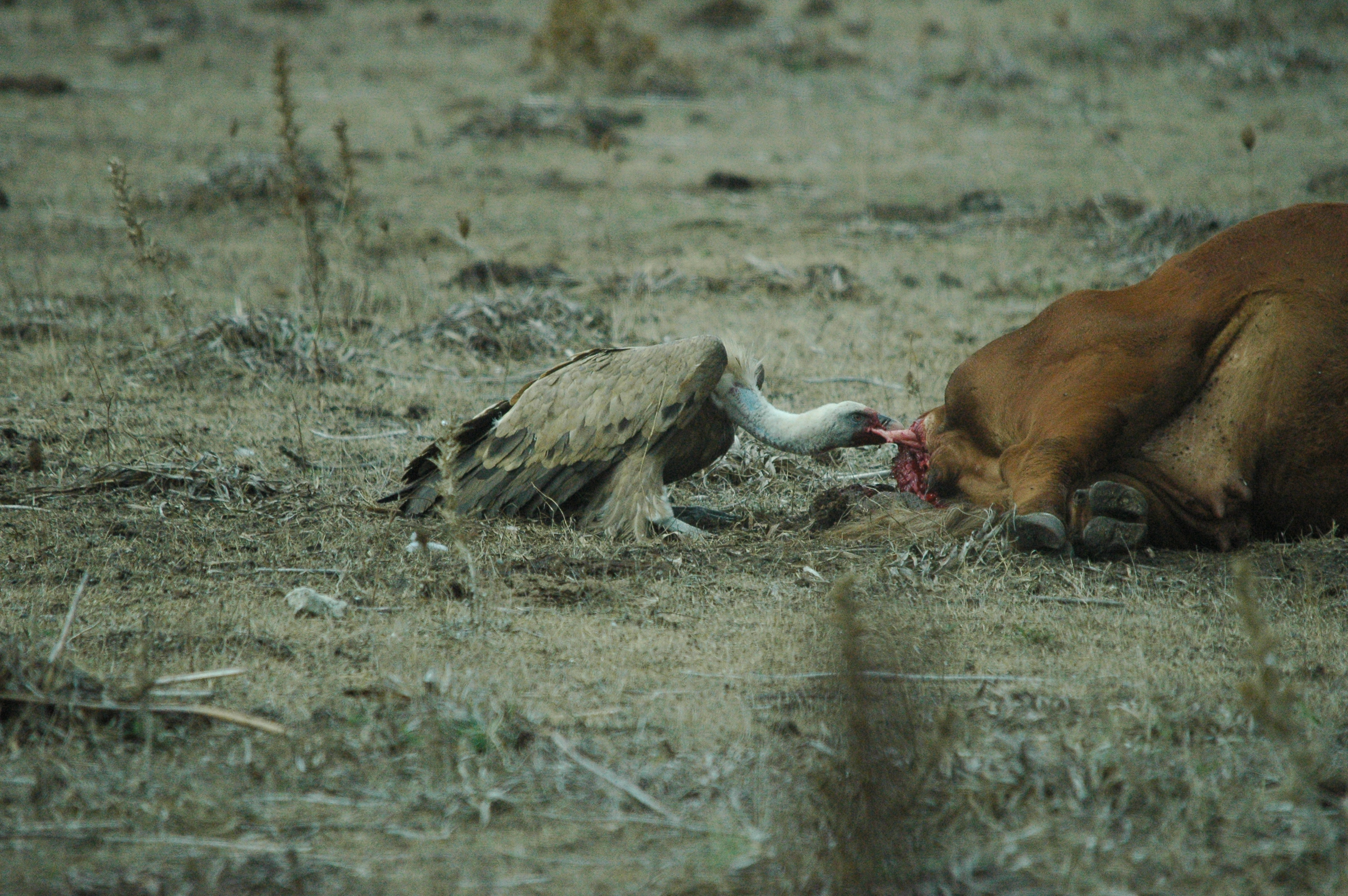 photos/wildlife/Bird_Species/032-Hawks-Eagles-Harriers-Falcons/0645-Eurasian_Griffon/20090927-Spain-53.jpg