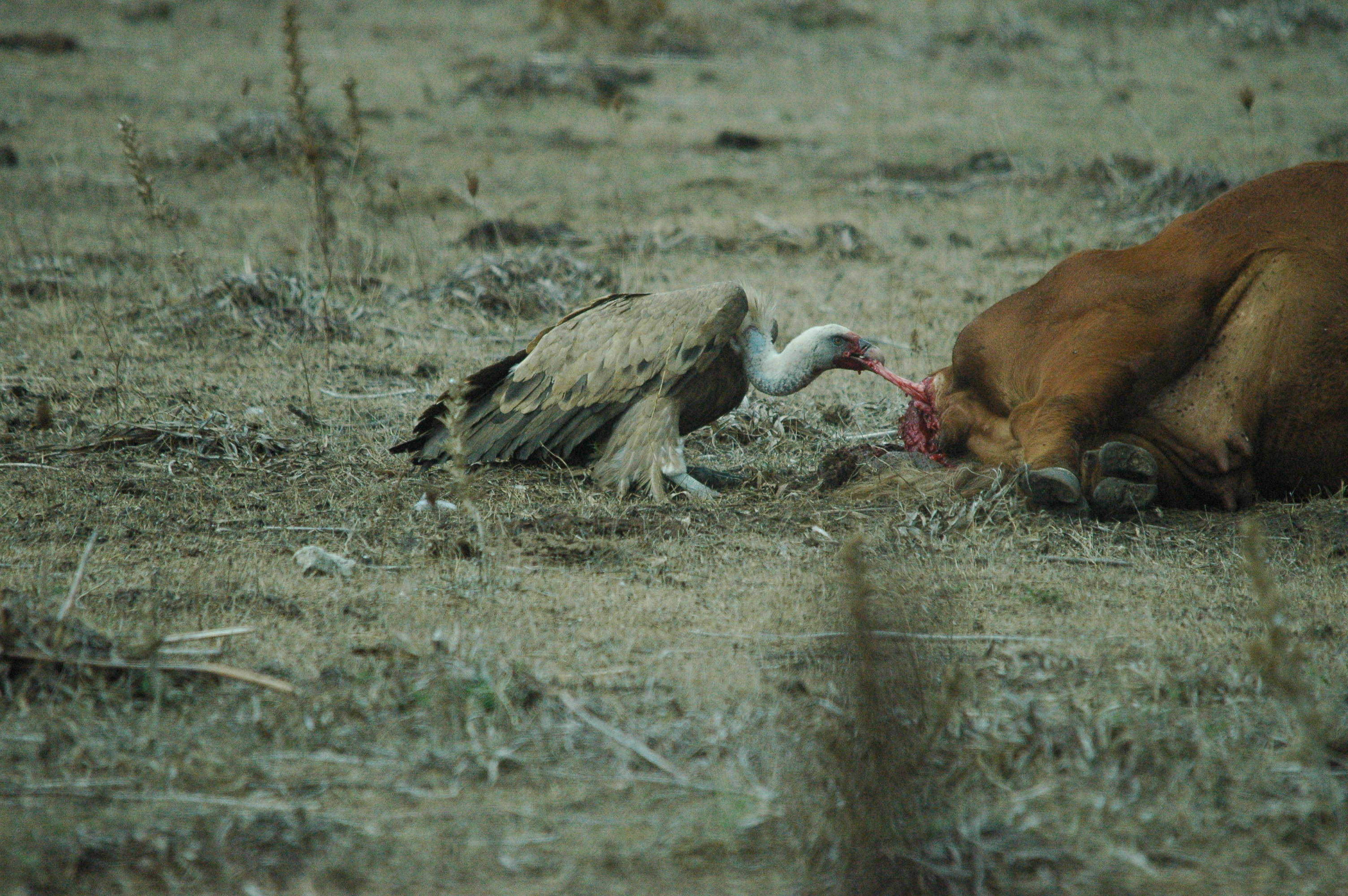 photos/wildlife/Bird_Species/032-Hawks-Eagles-Harriers-Falcons/0645-Eurasian_Griffon/20090927-Spain-54.jpg