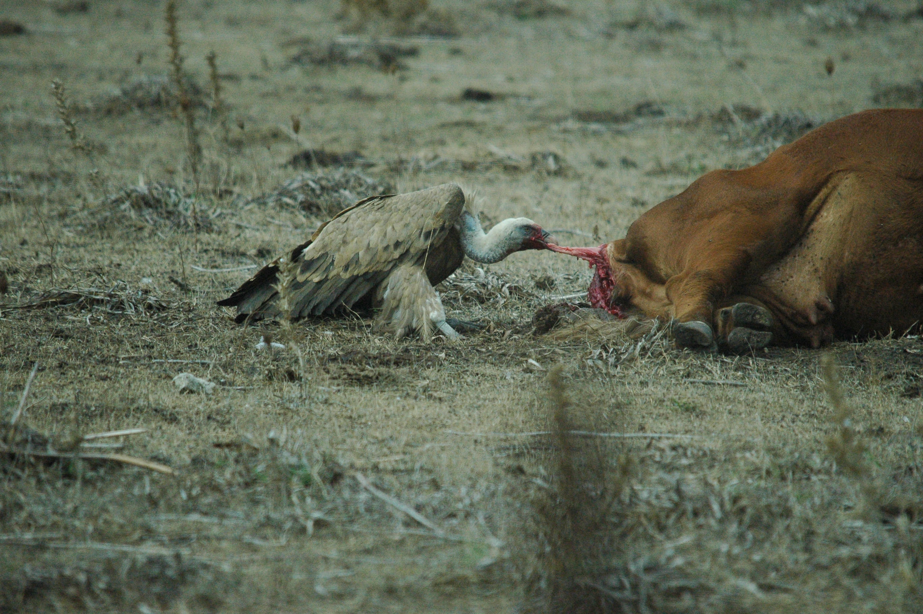 photos/wildlife/Bird_Species/032-Hawks-Eagles-Harriers-Falcons/0645-Eurasian_Griffon/20090927-Spain-55.jpg