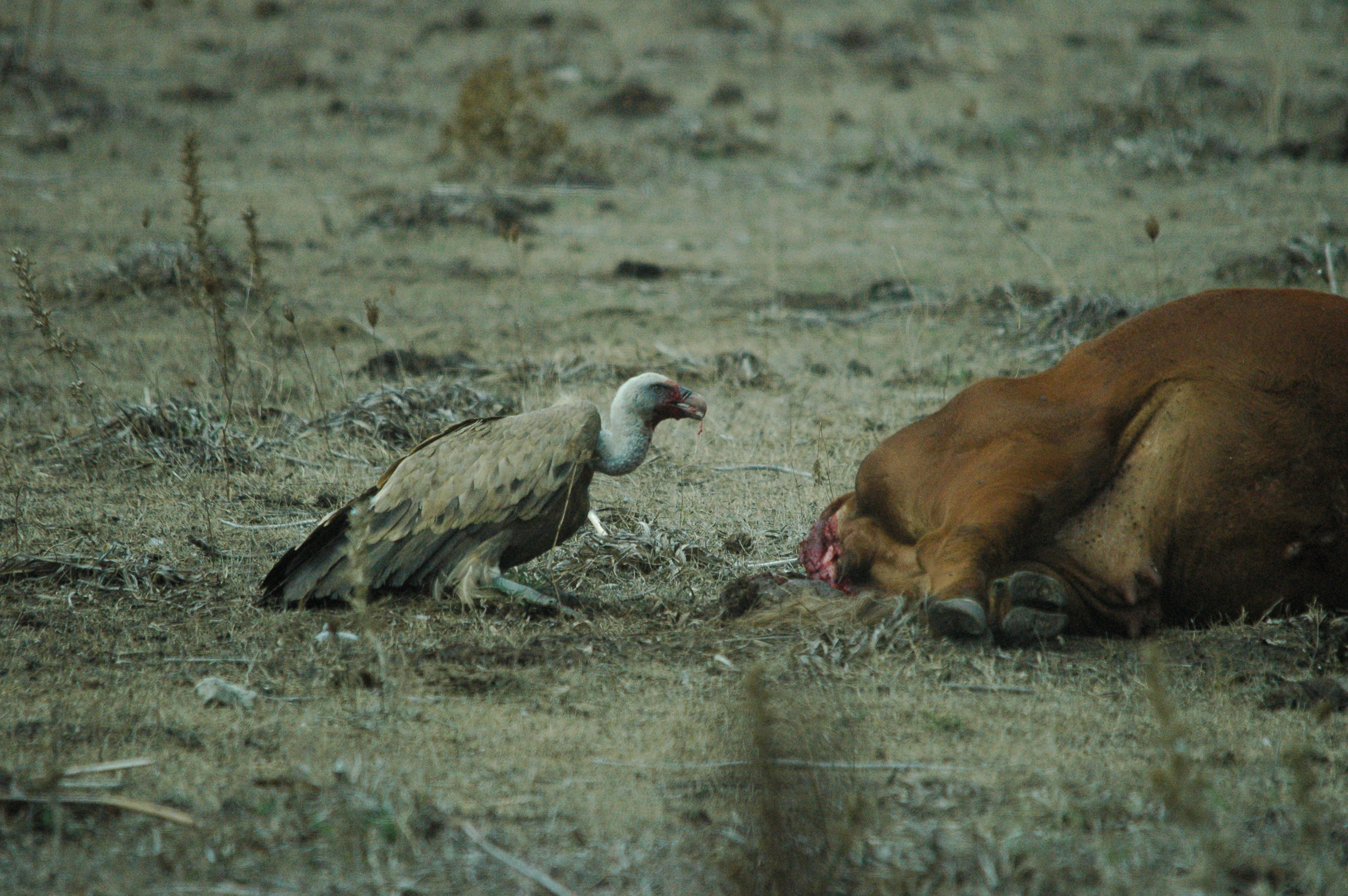 photos/wildlife/Bird_Species/032-Hawks-Eagles-Harriers-Falcons/0645-Eurasian_Griffon/20090927-Spain-56.jpg