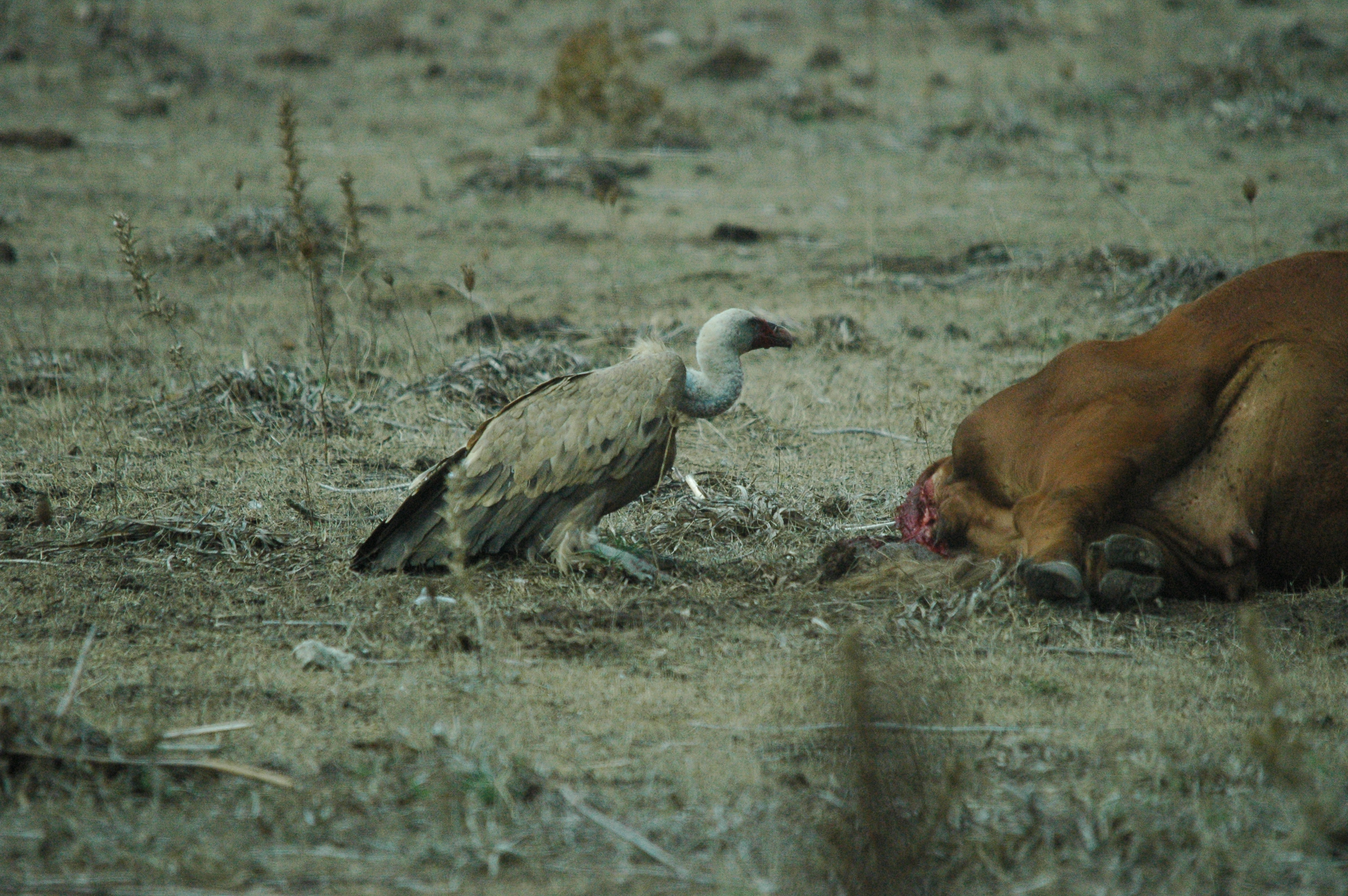 photos/wildlife/Bird_Species/032-Hawks-Eagles-Harriers-Falcons/0645-Eurasian_Griffon/20090927-Spain-57.jpg