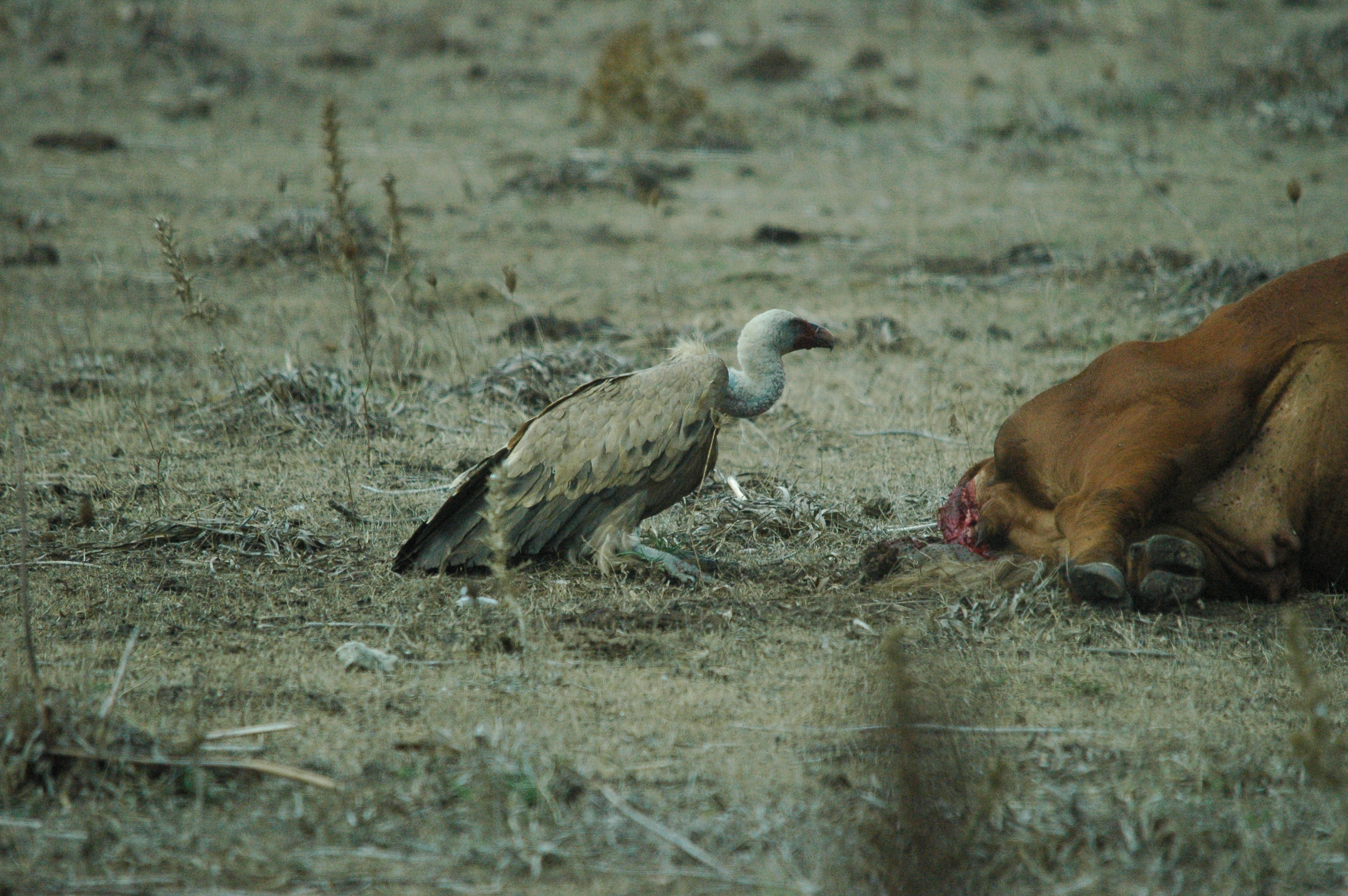 photos/wildlife/Bird_Species/032-Hawks-Eagles-Harriers-Falcons/0645-Eurasian_Griffon/20090927-Spain-58.jpg