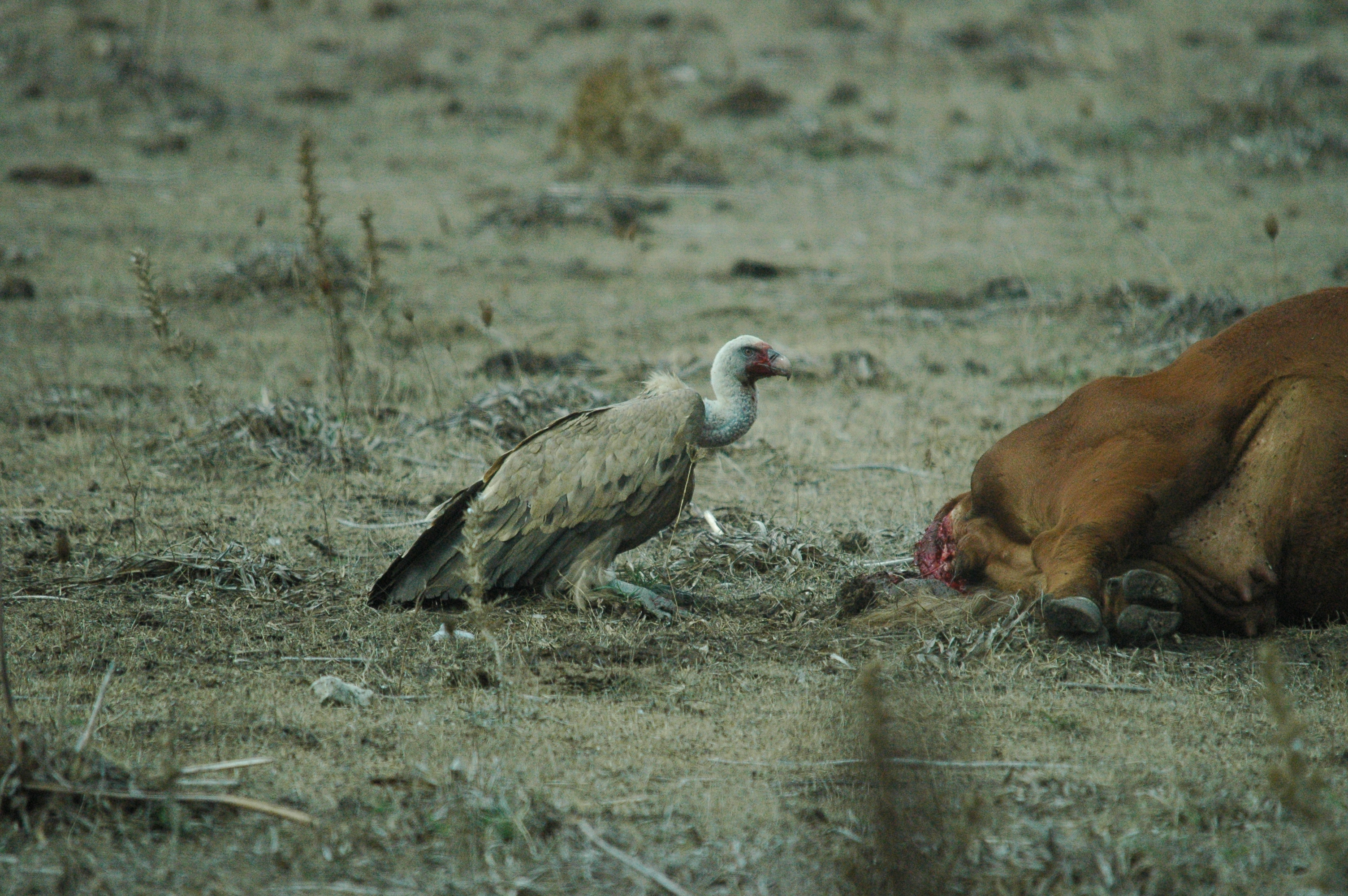 photos/wildlife/Bird_Species/032-Hawks-Eagles-Harriers-Falcons/0645-Eurasian_Griffon/20090927-Spain-59.jpg