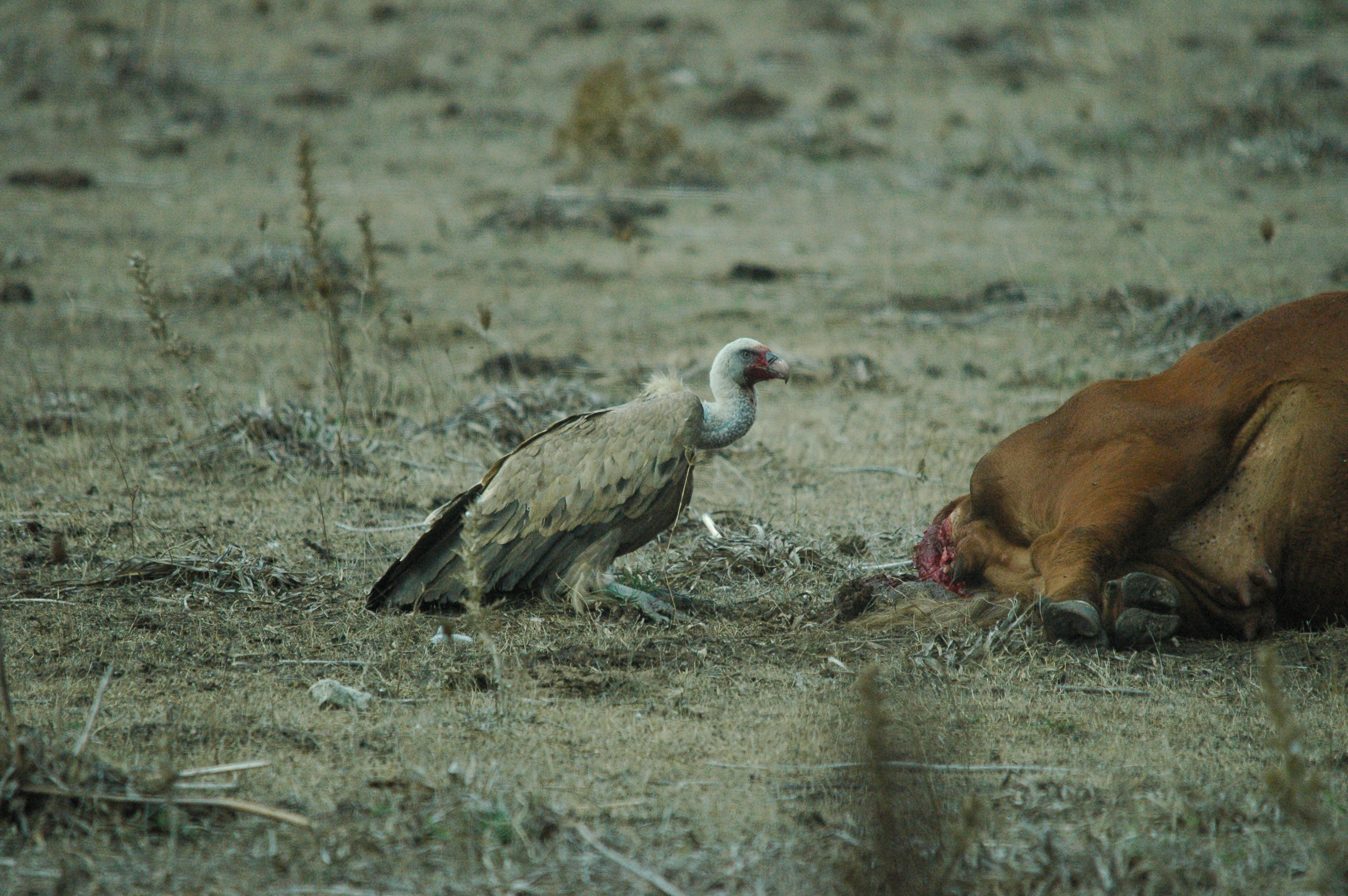 photos/wildlife/Bird_Species/032-Hawks-Eagles-Harriers-Falcons/0645-Eurasian_Griffon/20090927-Spain-60.jpg