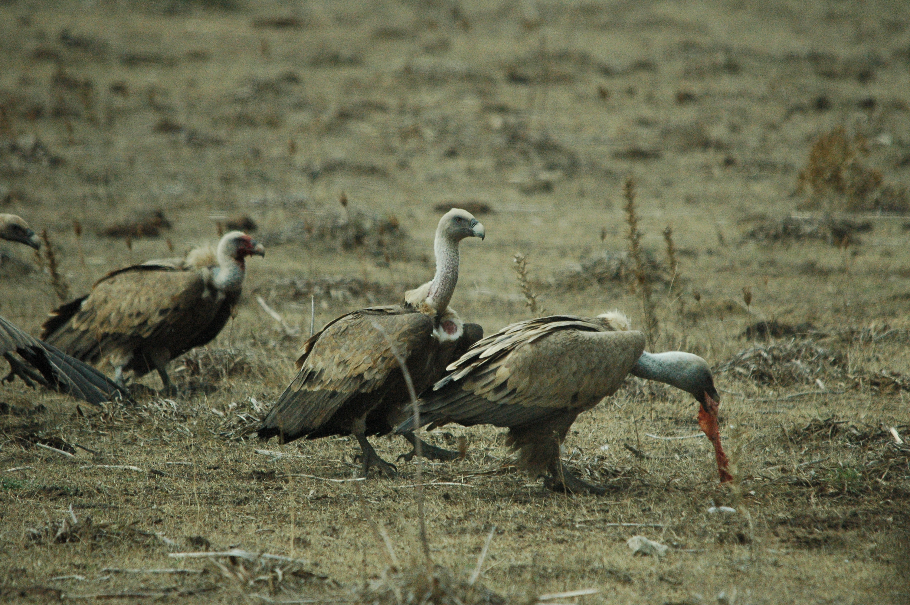 photos/wildlife/Bird_Species/032-Hawks-Eagles-Harriers-Falcons/0645-Eurasian_Griffon/20090927-Spain-61.jpg