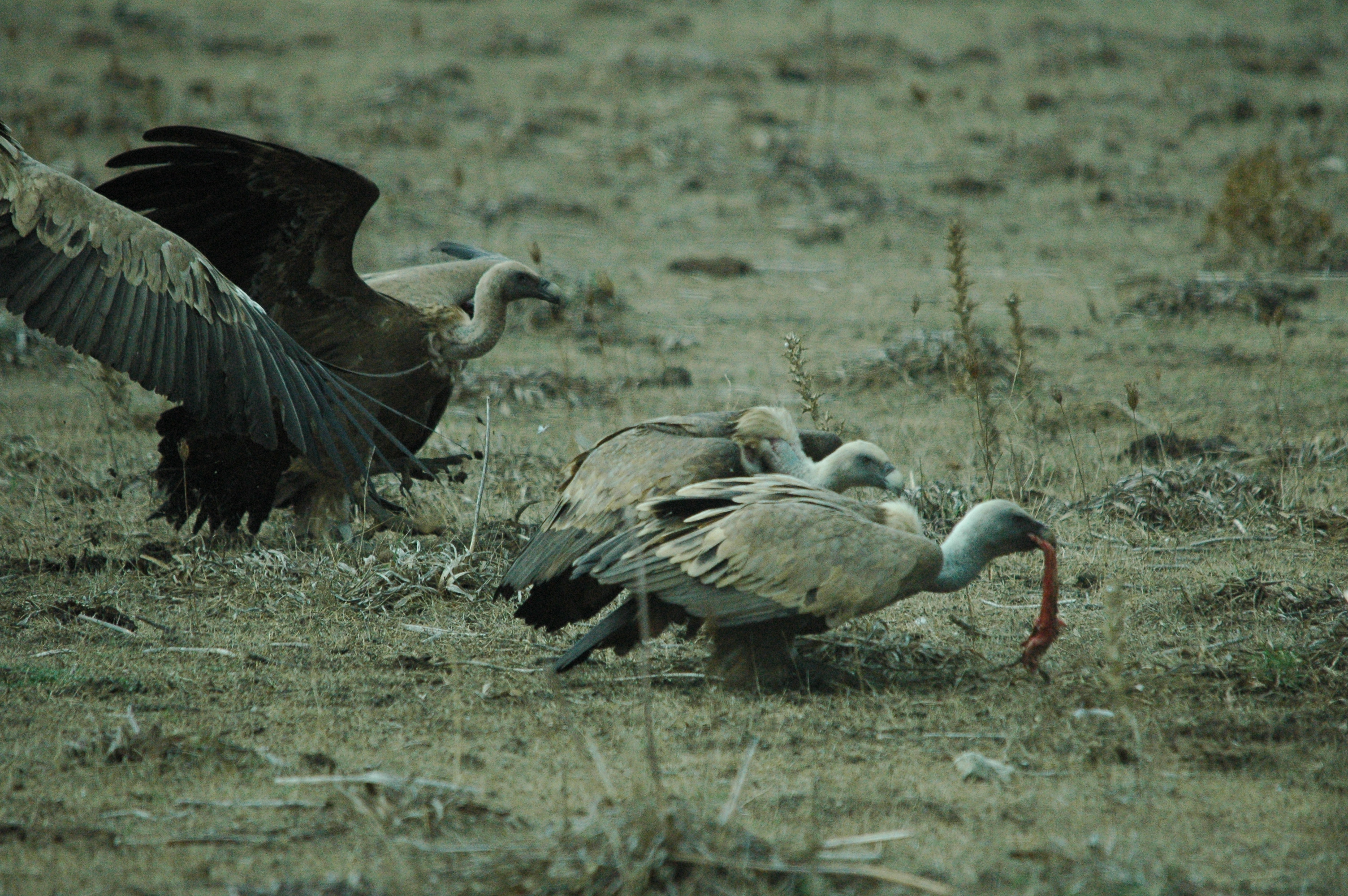 photos/wildlife/Bird_Species/032-Hawks-Eagles-Harriers-Falcons/0645-Eurasian_Griffon/20090927-Spain-62.jpg