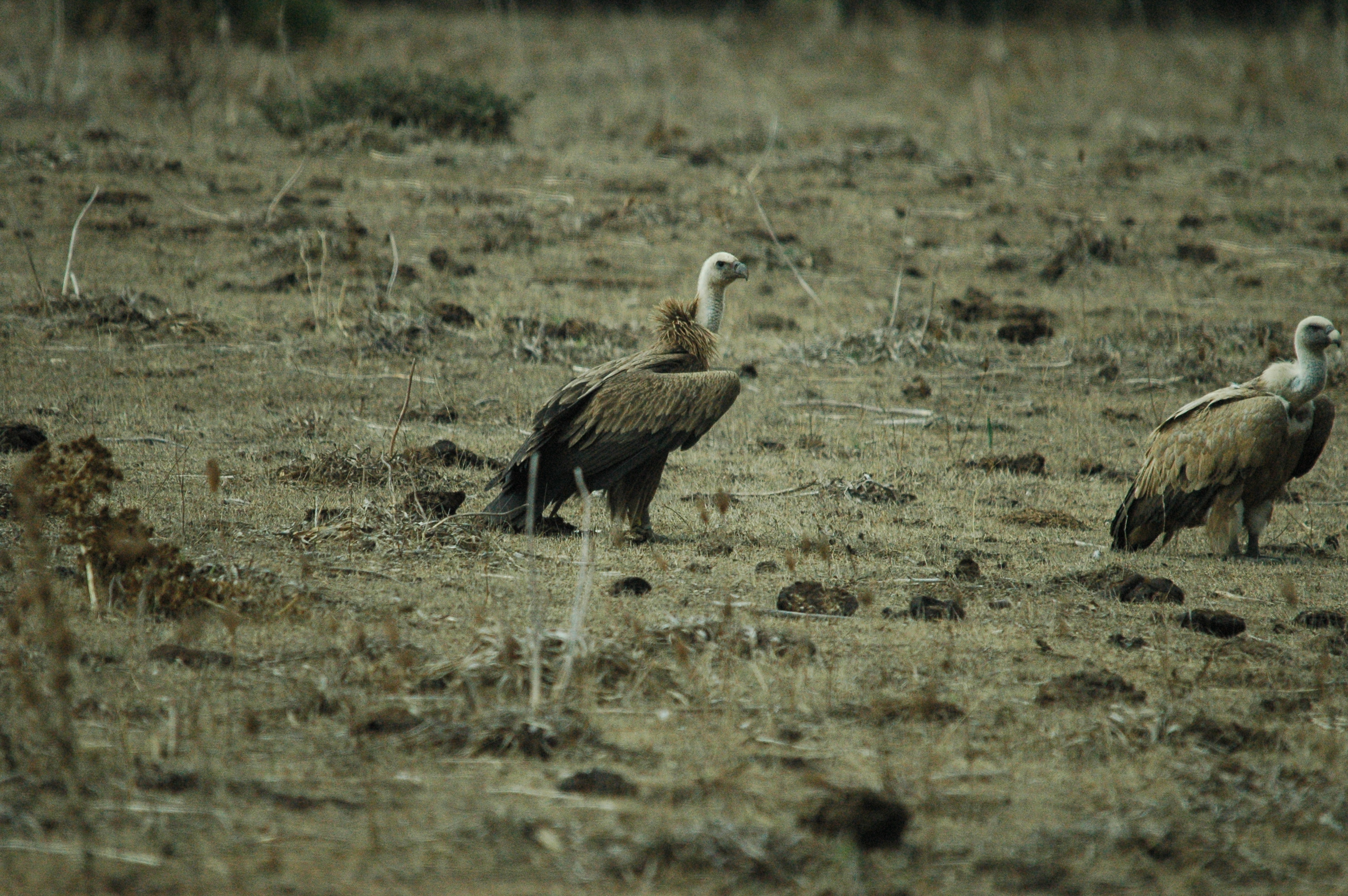photos/wildlife/Bird_Species/032-Hawks-Eagles-Harriers-Falcons/0645-Eurasian_Griffon/20090927-Spain-64.jpg