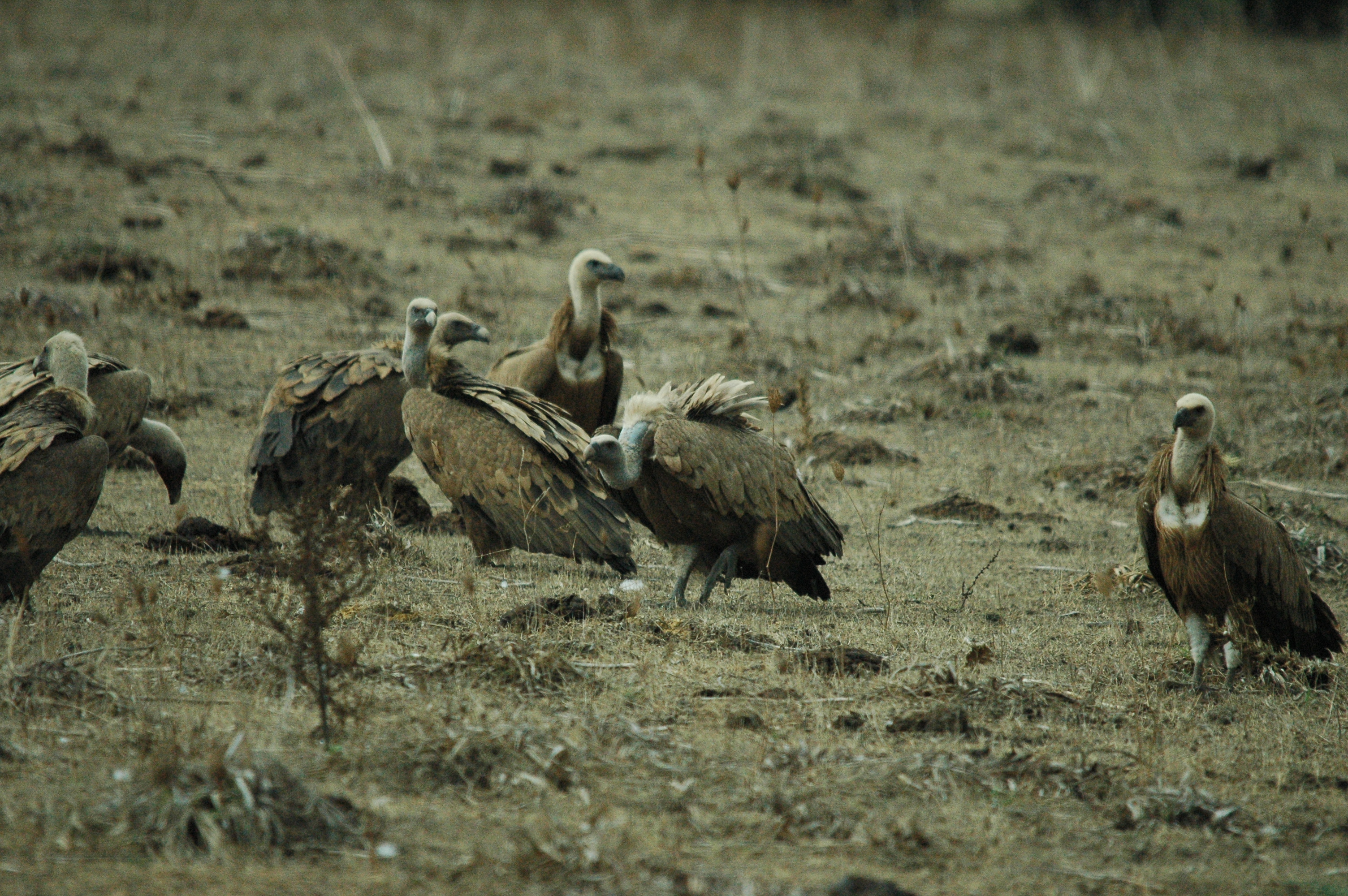 photos/wildlife/Bird_Species/032-Hawks-Eagles-Harriers-Falcons/0645-Eurasian_Griffon/20090927-Spain-65.jpg