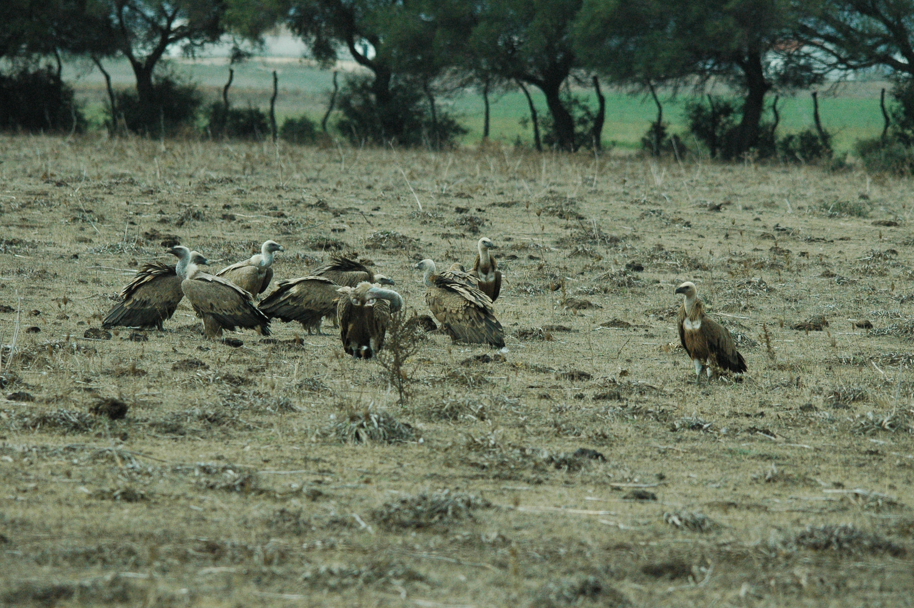photos/wildlife/Bird_Species/032-Hawks-Eagles-Harriers-Falcons/0645-Eurasian_Griffon/20090927-Spain-66.jpg