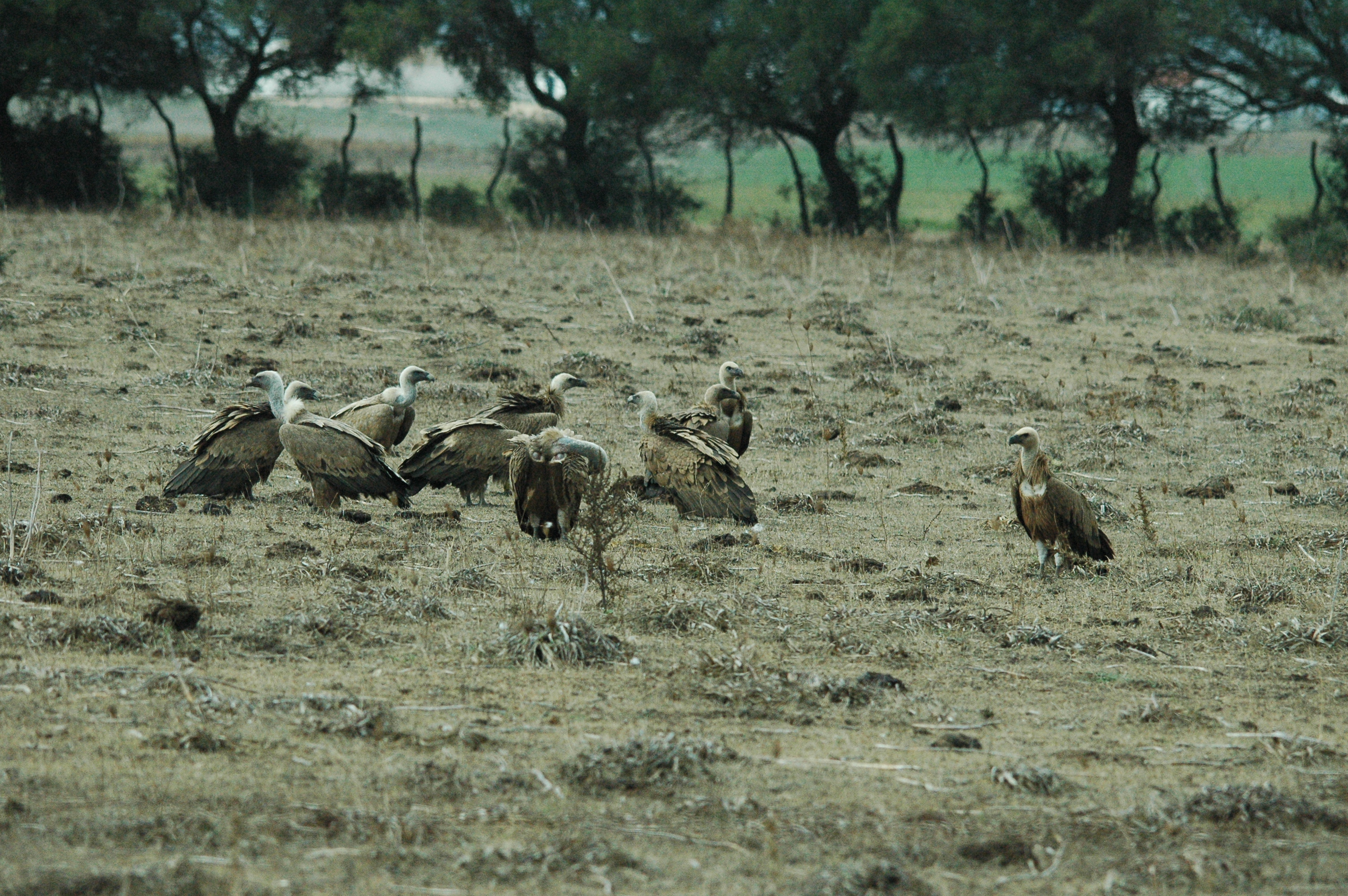 photos/wildlife/Bird_Species/032-Hawks-Eagles-Harriers-Falcons/0645-Eurasian_Griffon/20090927-Spain-67.jpg