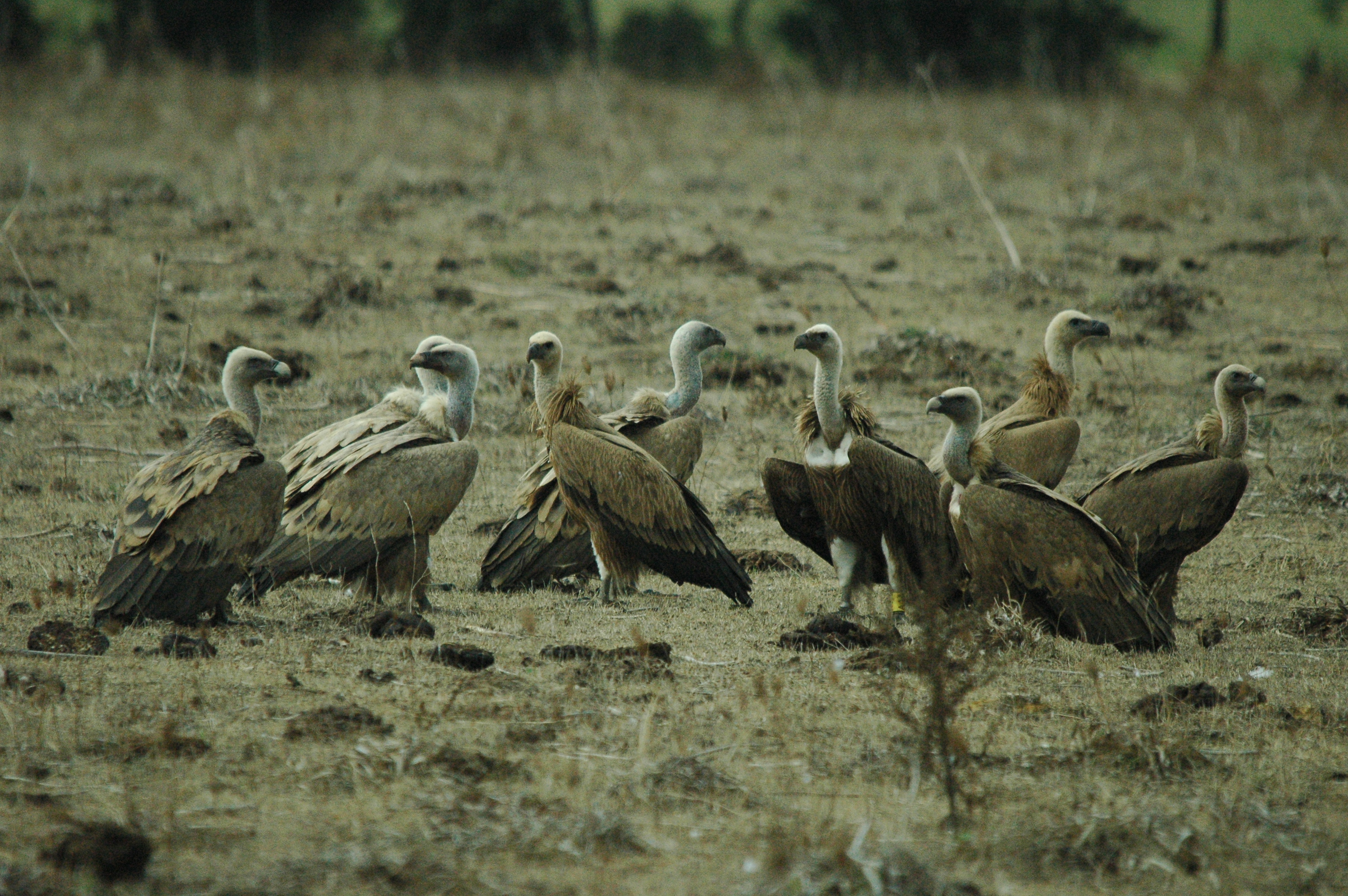 photos/wildlife/Bird_Species/032-Hawks-Eagles-Harriers-Falcons/0645-Eurasian_Griffon/20090927-Spain-68.jpg