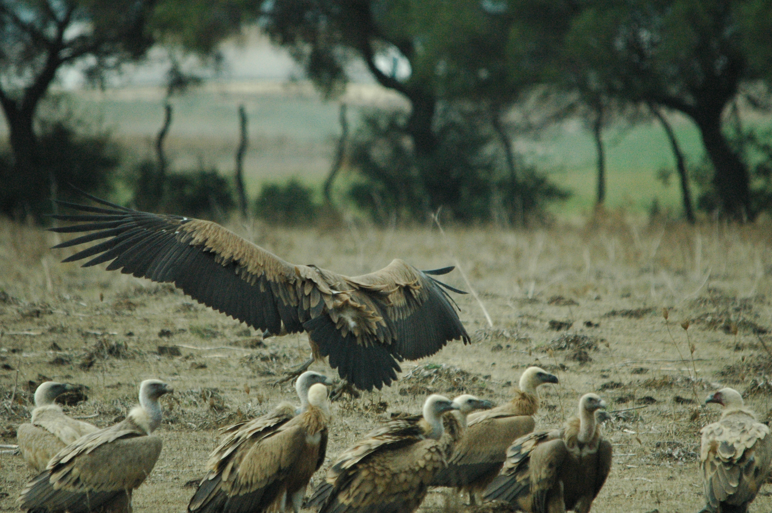 photos/wildlife/Bird_Species/032-Hawks-Eagles-Harriers-Falcons/0645-Eurasian_Griffon/20090927-Spain-69.jpg
